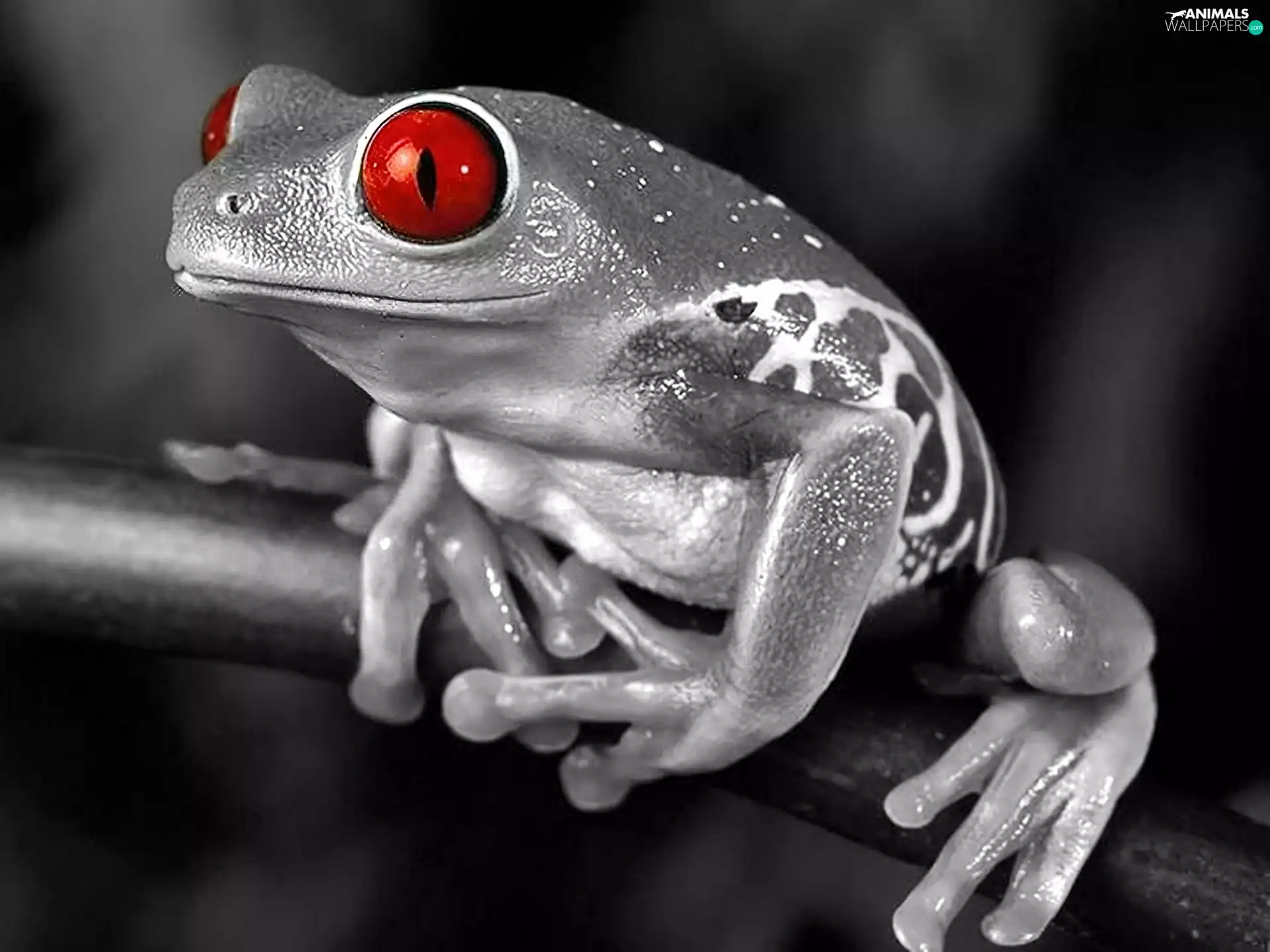 Eyes, strange frog, Red