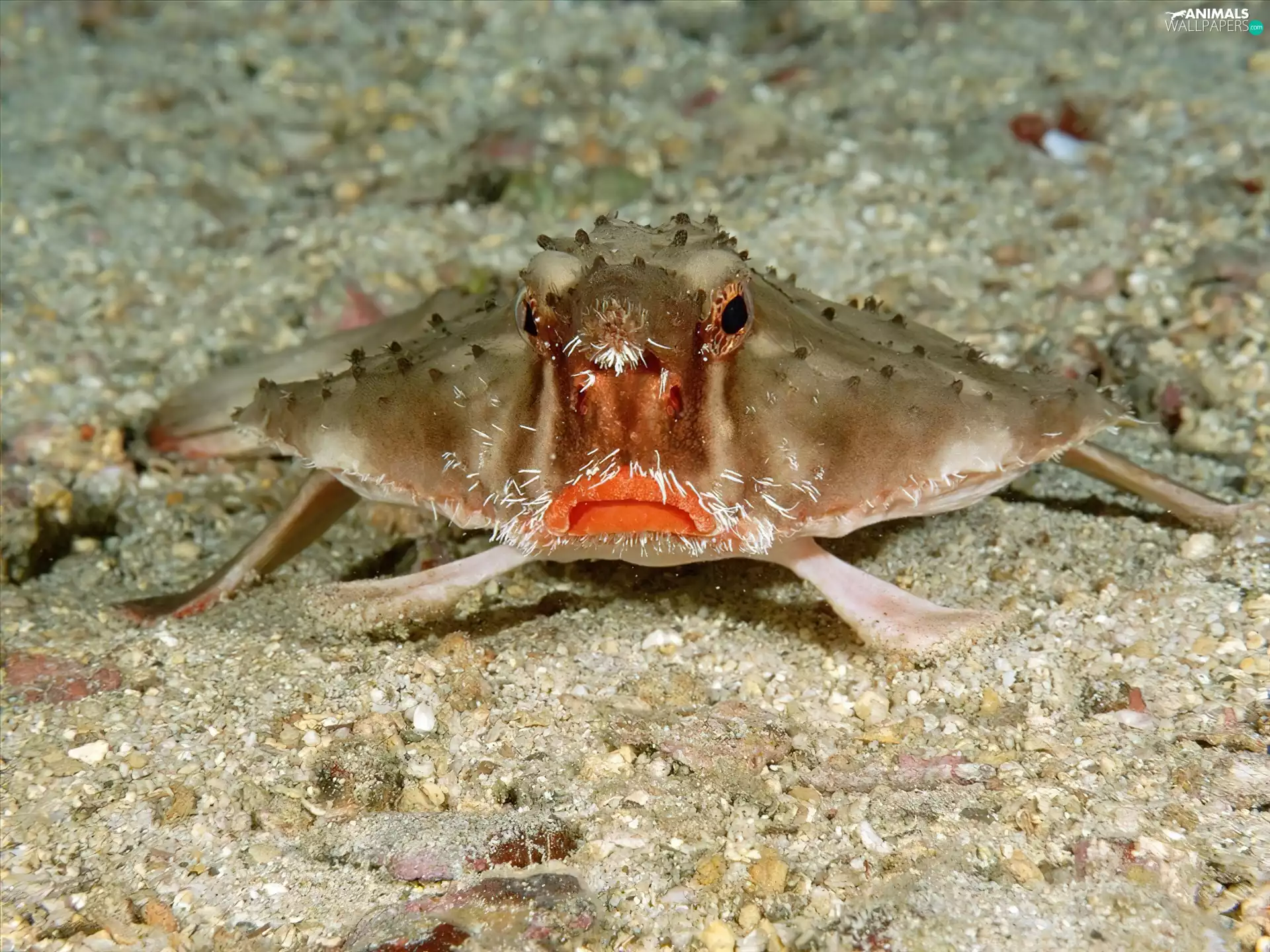 fish, lipped, Batfish, Red