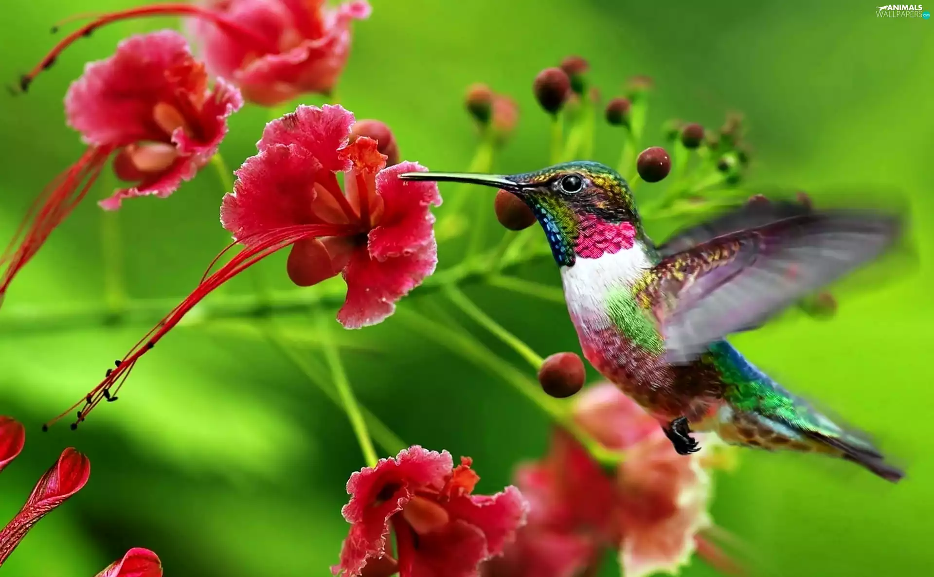 colorful, Red, Flowers, humming-bird