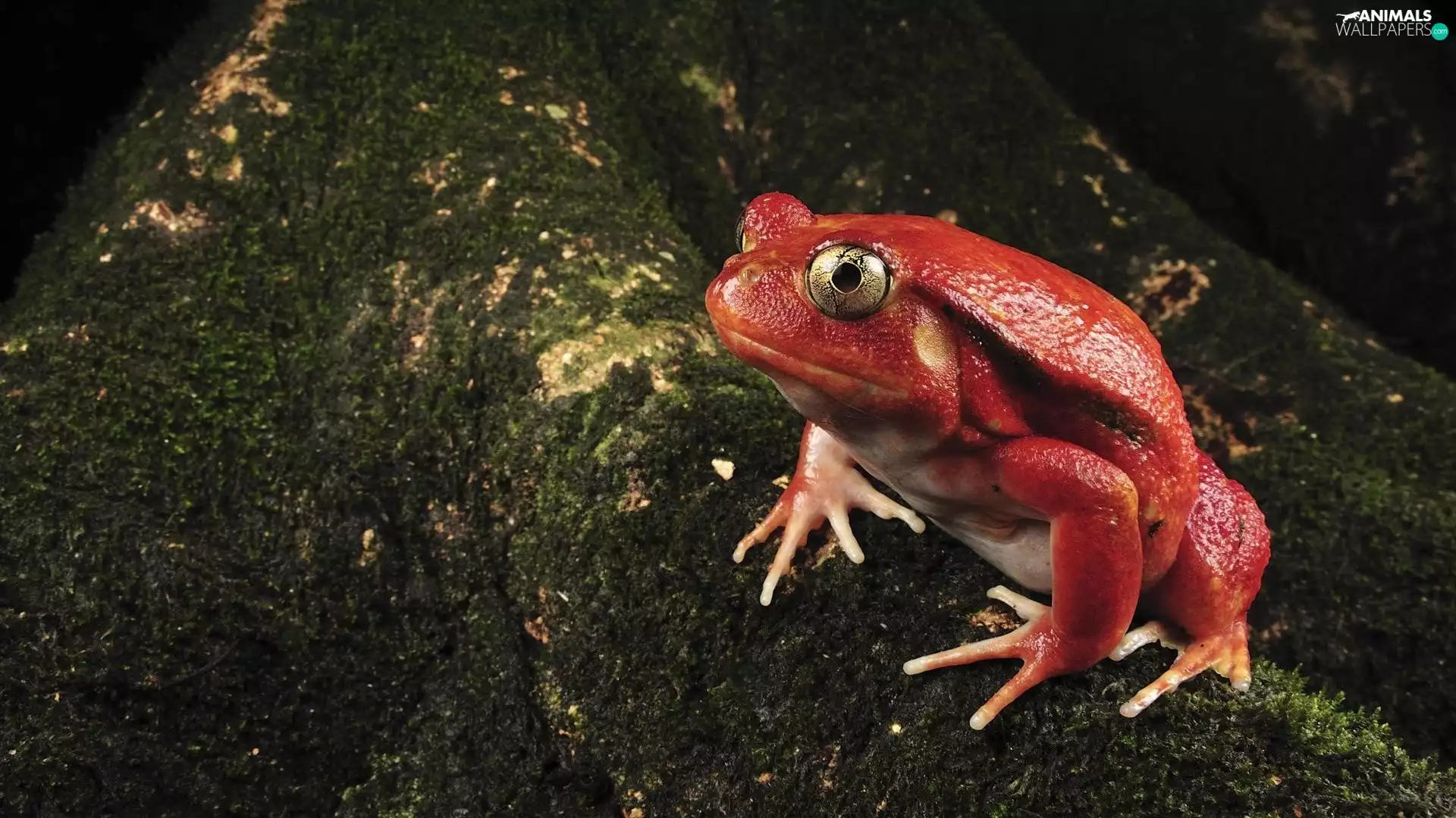 red hot, frog