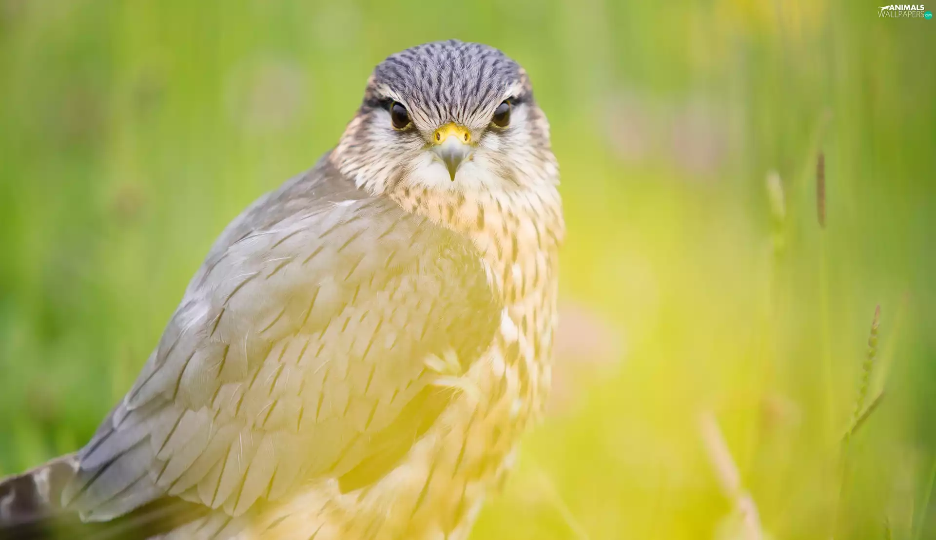 blurry background, Bird, Red-tailed Hawk