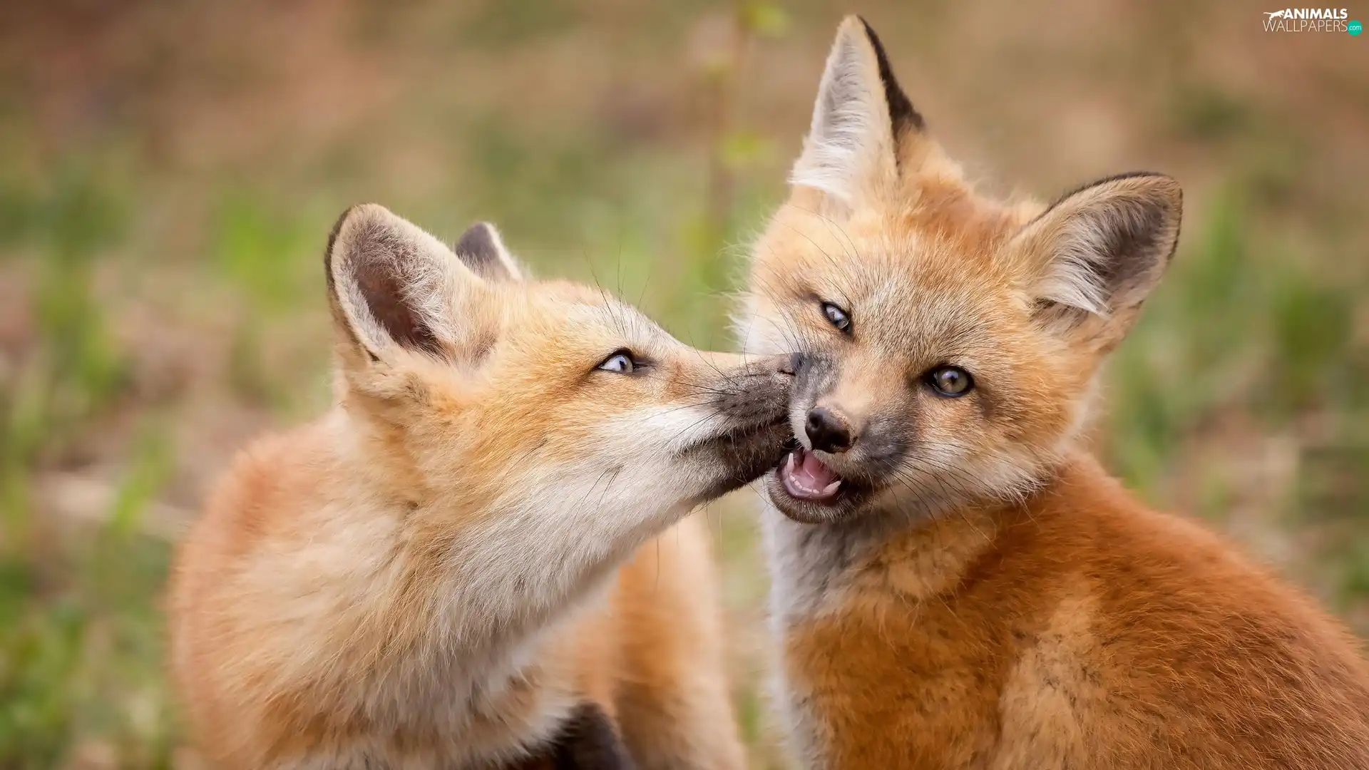 fox, red head, Two cars