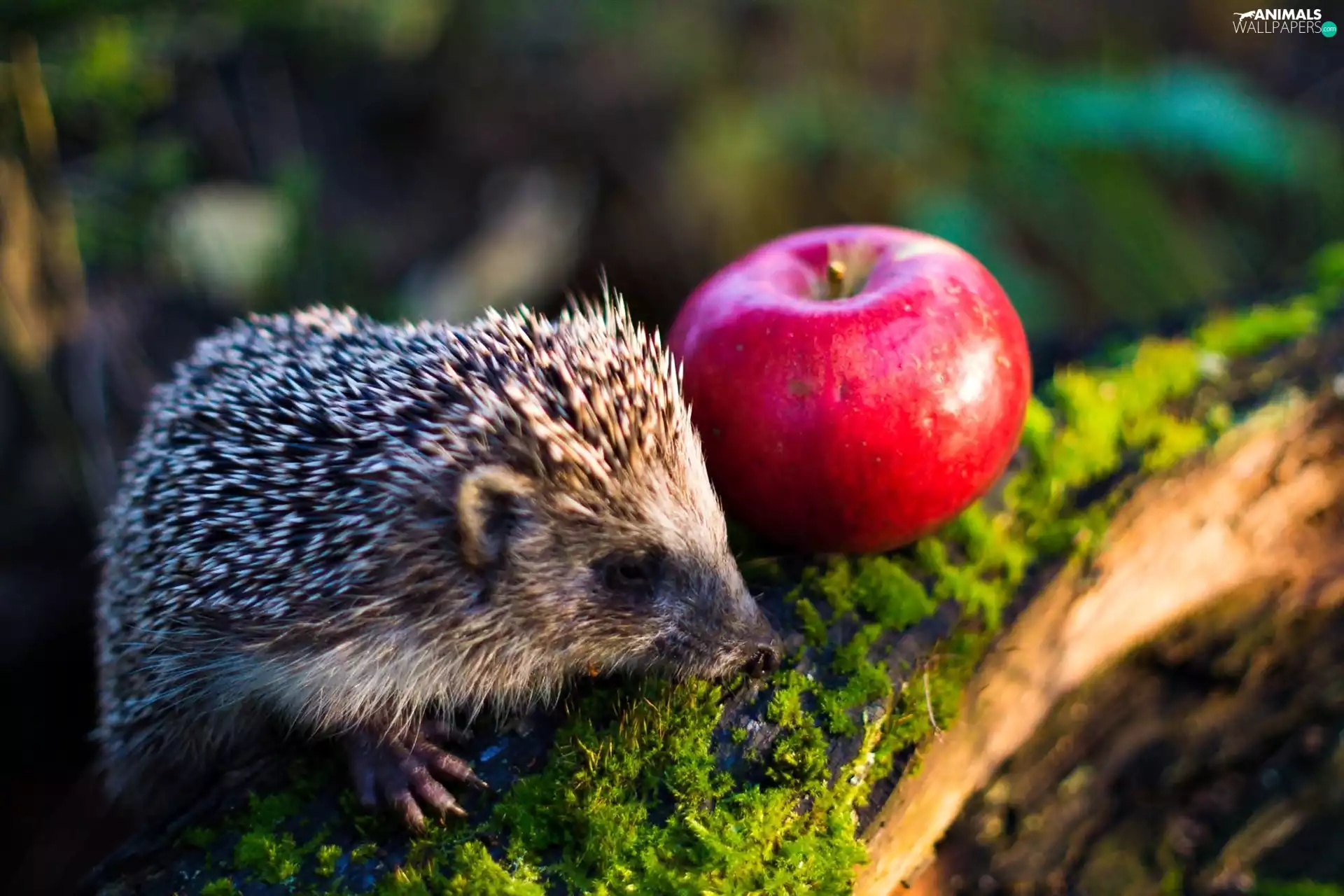 hedgehog, Apple, Moss, Red