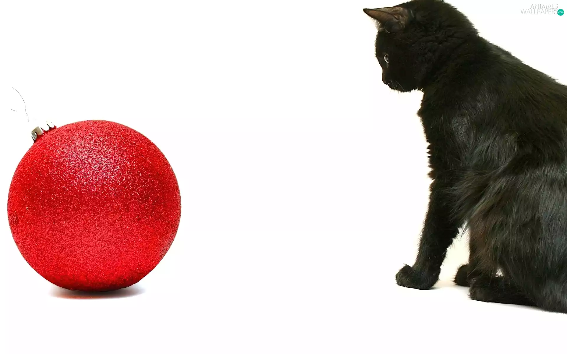 Black, red hot, bauble, cat