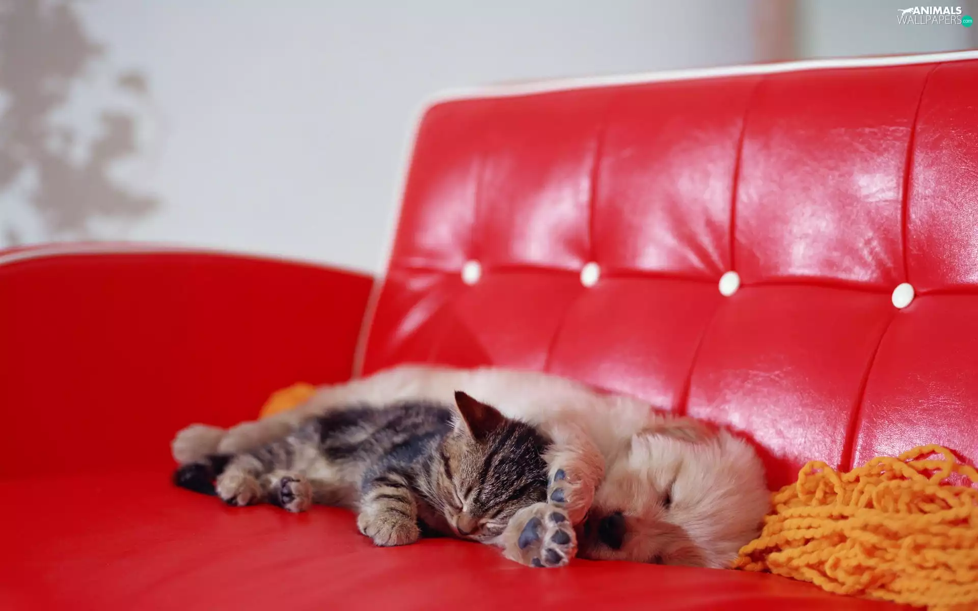 cat, red hot, Sofa, dog