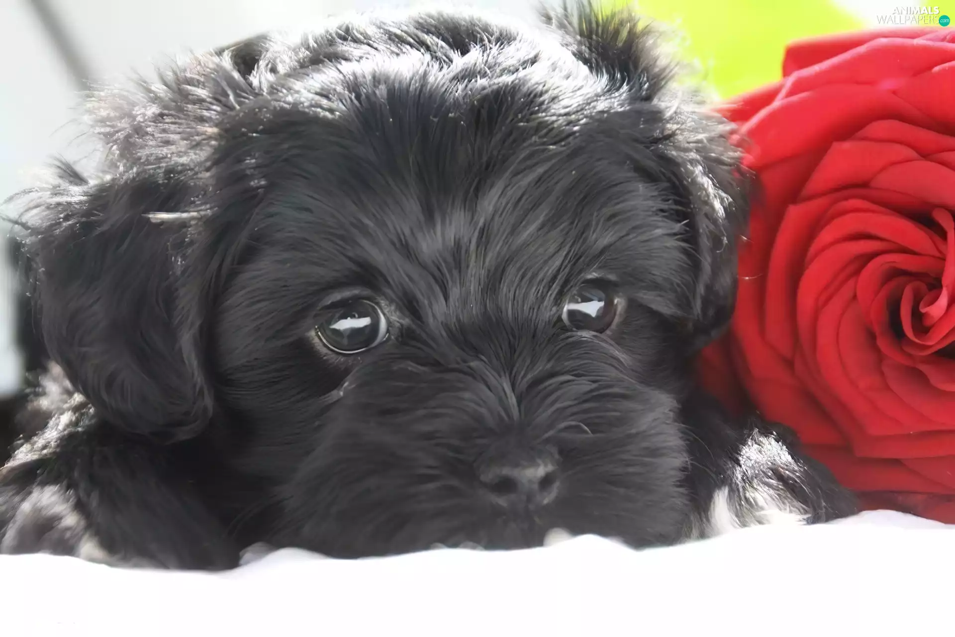 Black, red hot, rose, doggy