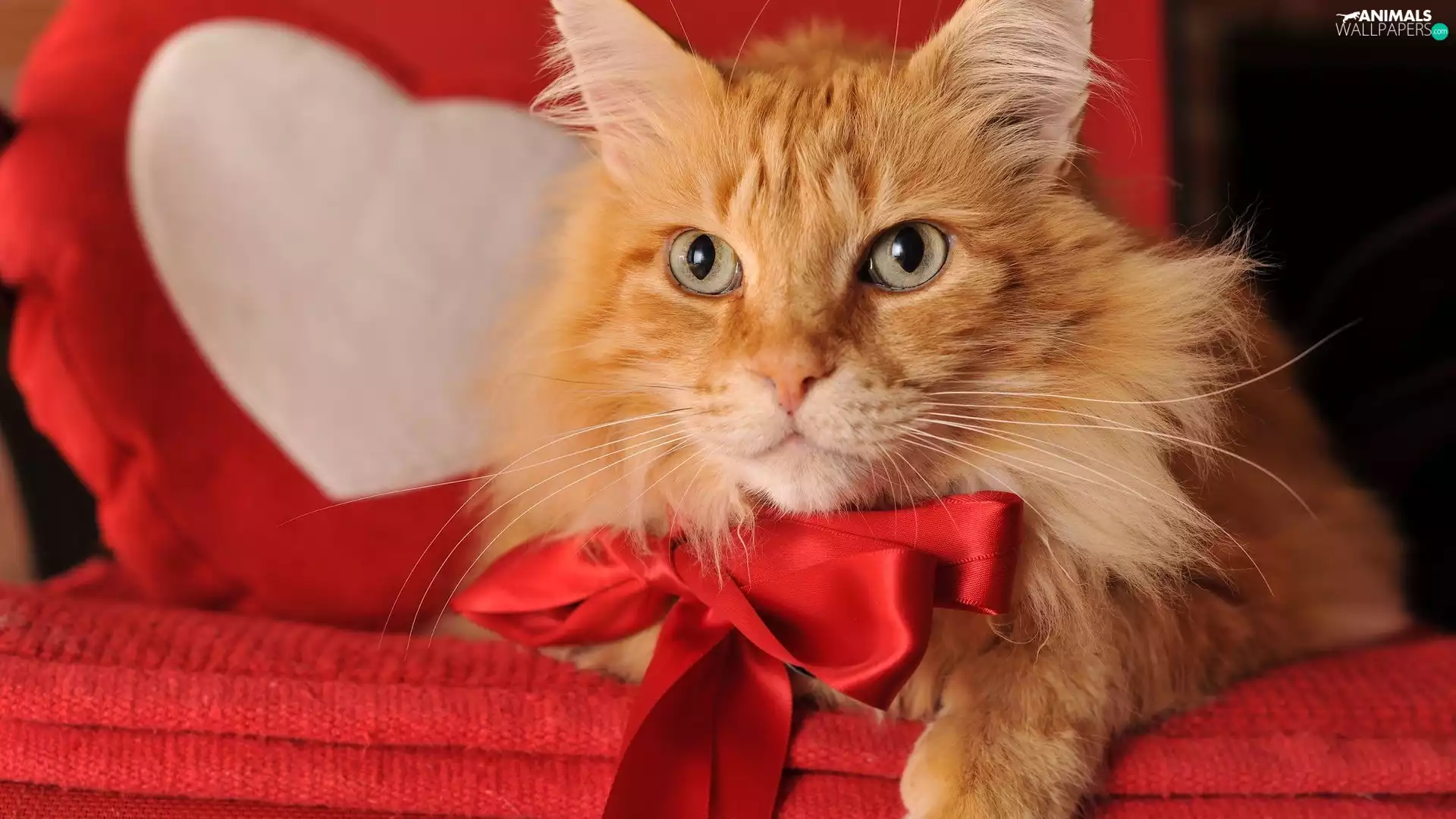 ginger, red hot, ribbon, kitten