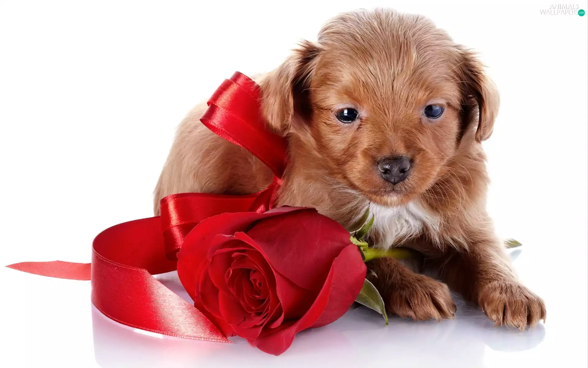 honeyed, red hot, rose, puppie