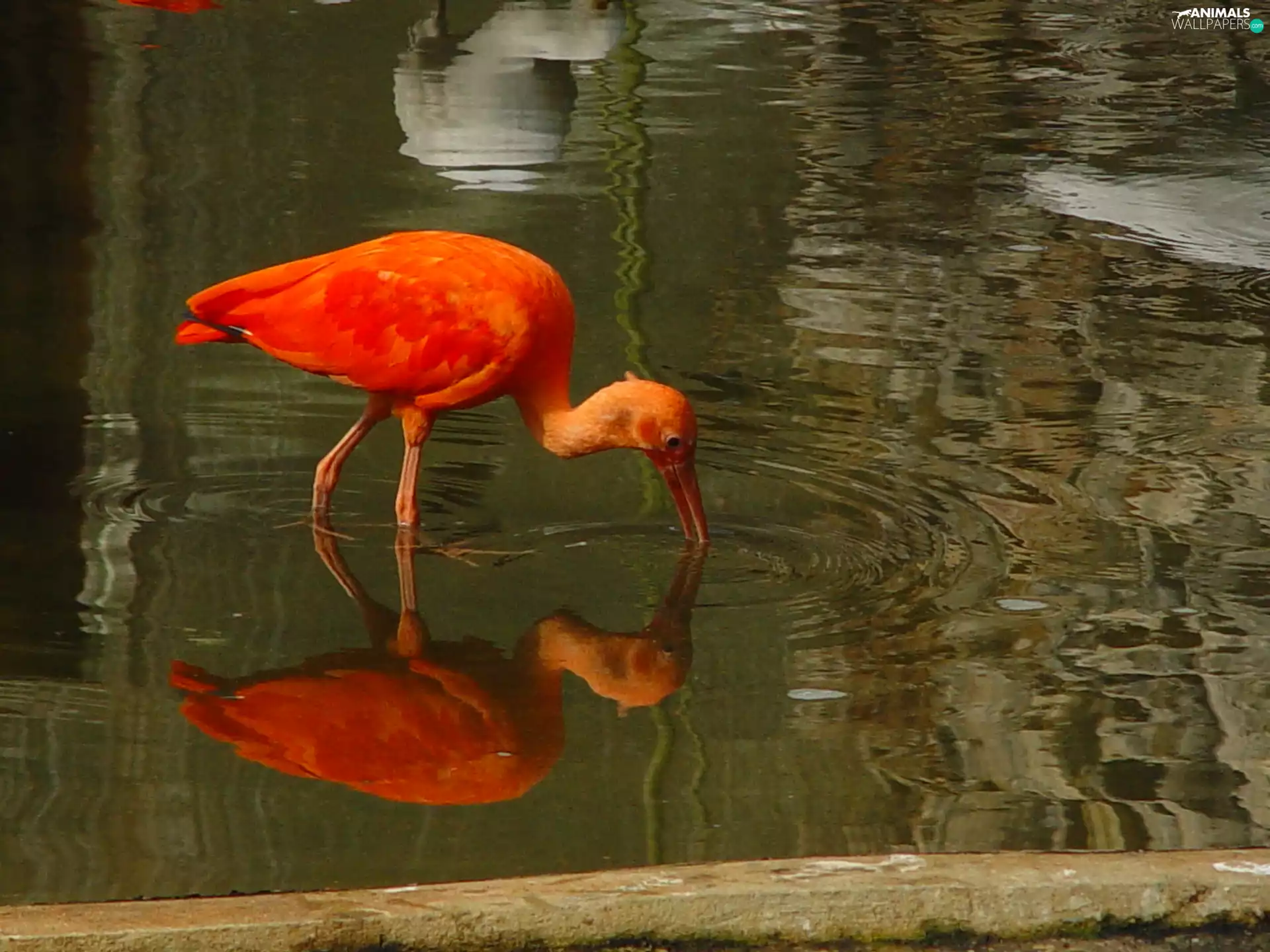 Ibis, water, reflection, Red