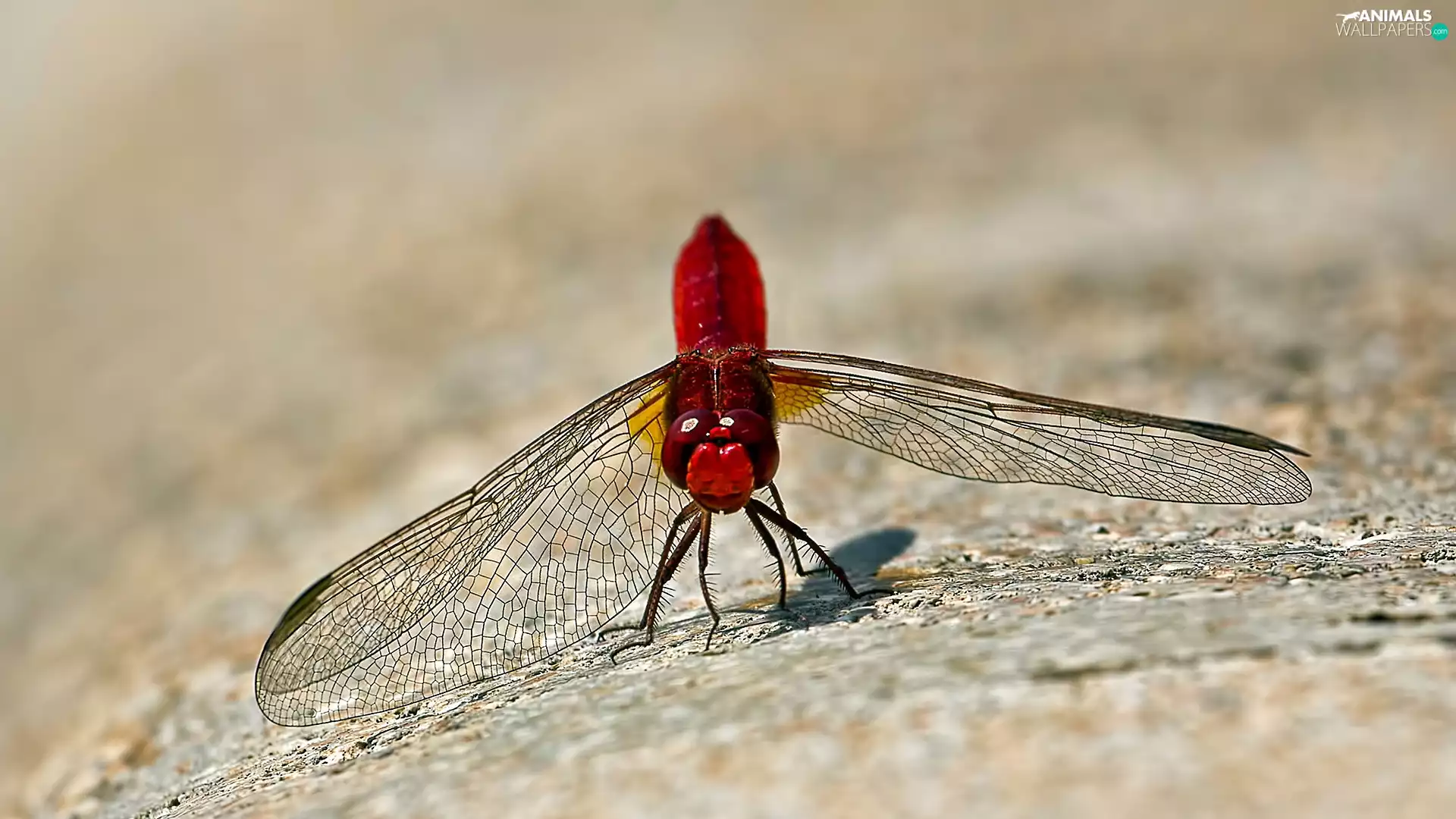 Scarlet Red, Insect, dragon-fly