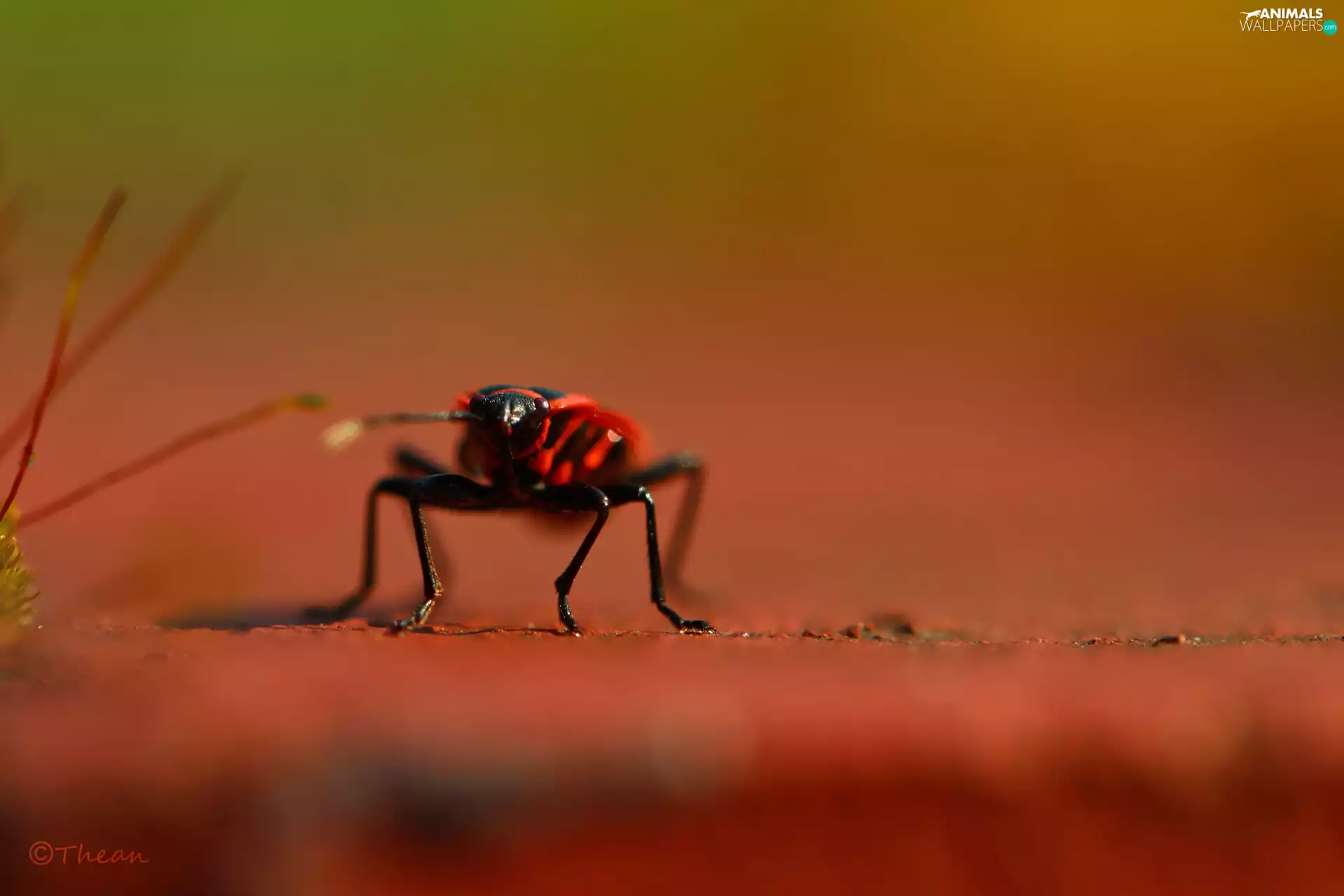 Insect, Smith wingless, Red