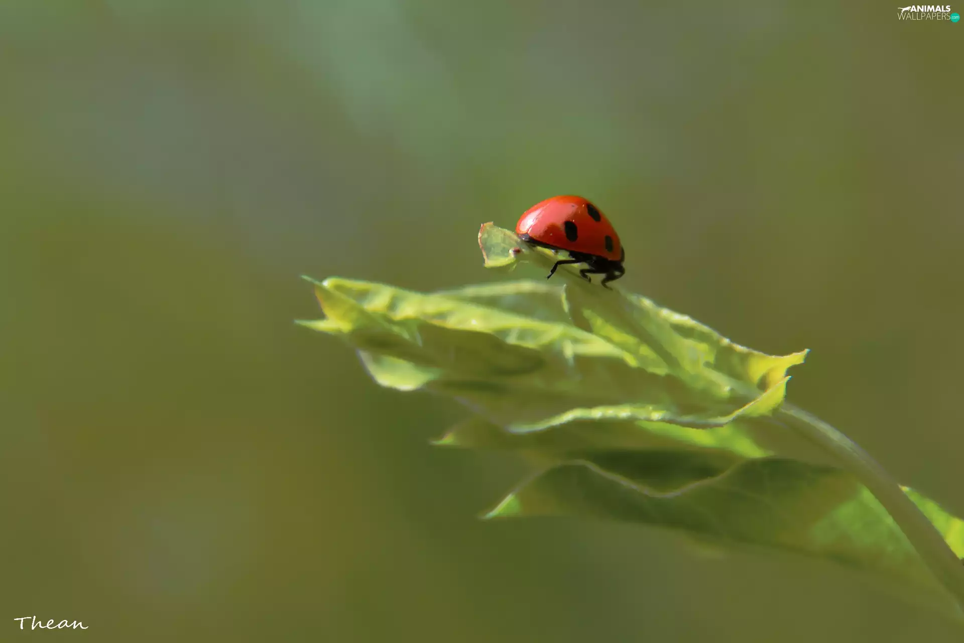 ladybird, Insect, Spots, Red