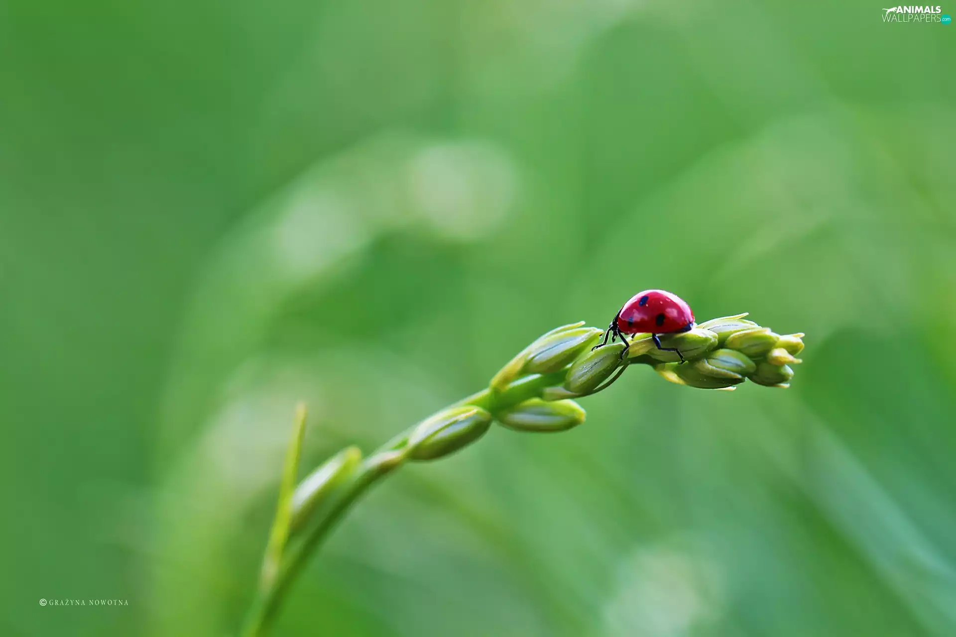 ladybird, Insect, stalk, Red