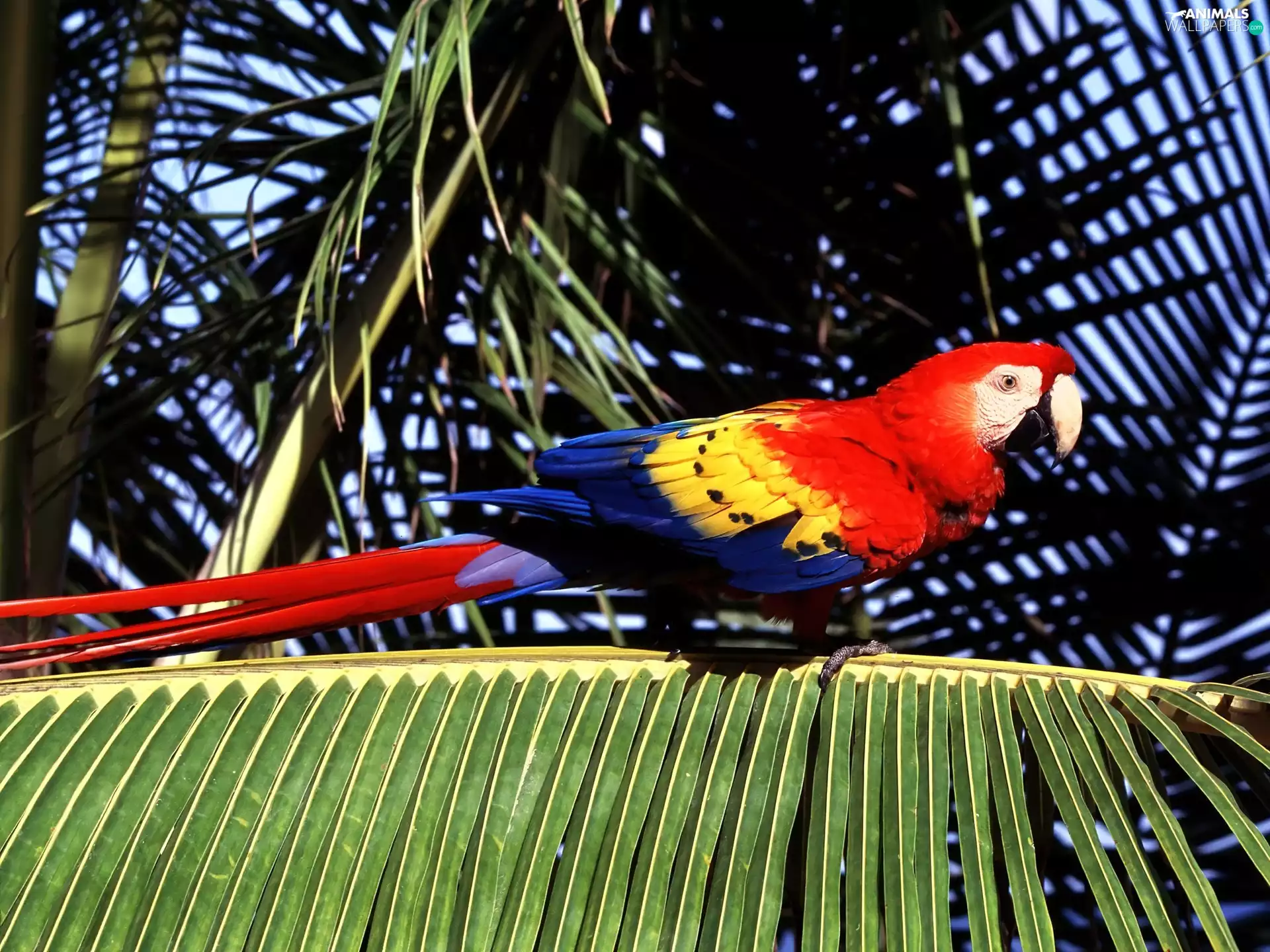 Bird, Palm, ara, red hot, parrot