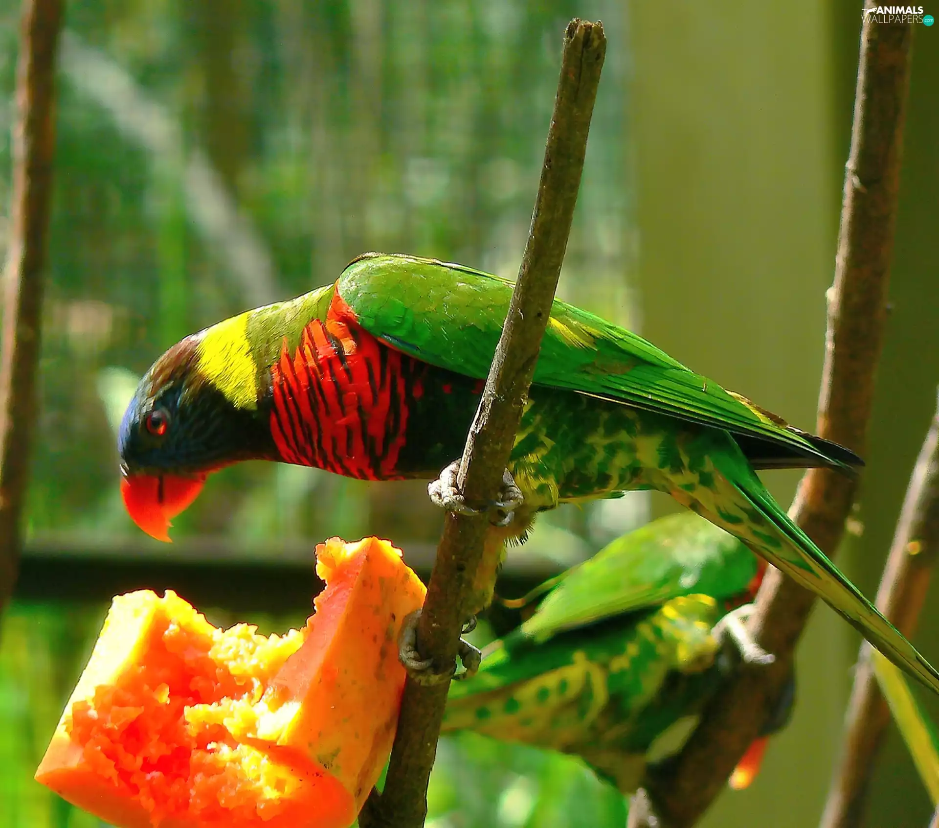Red-green, parrot