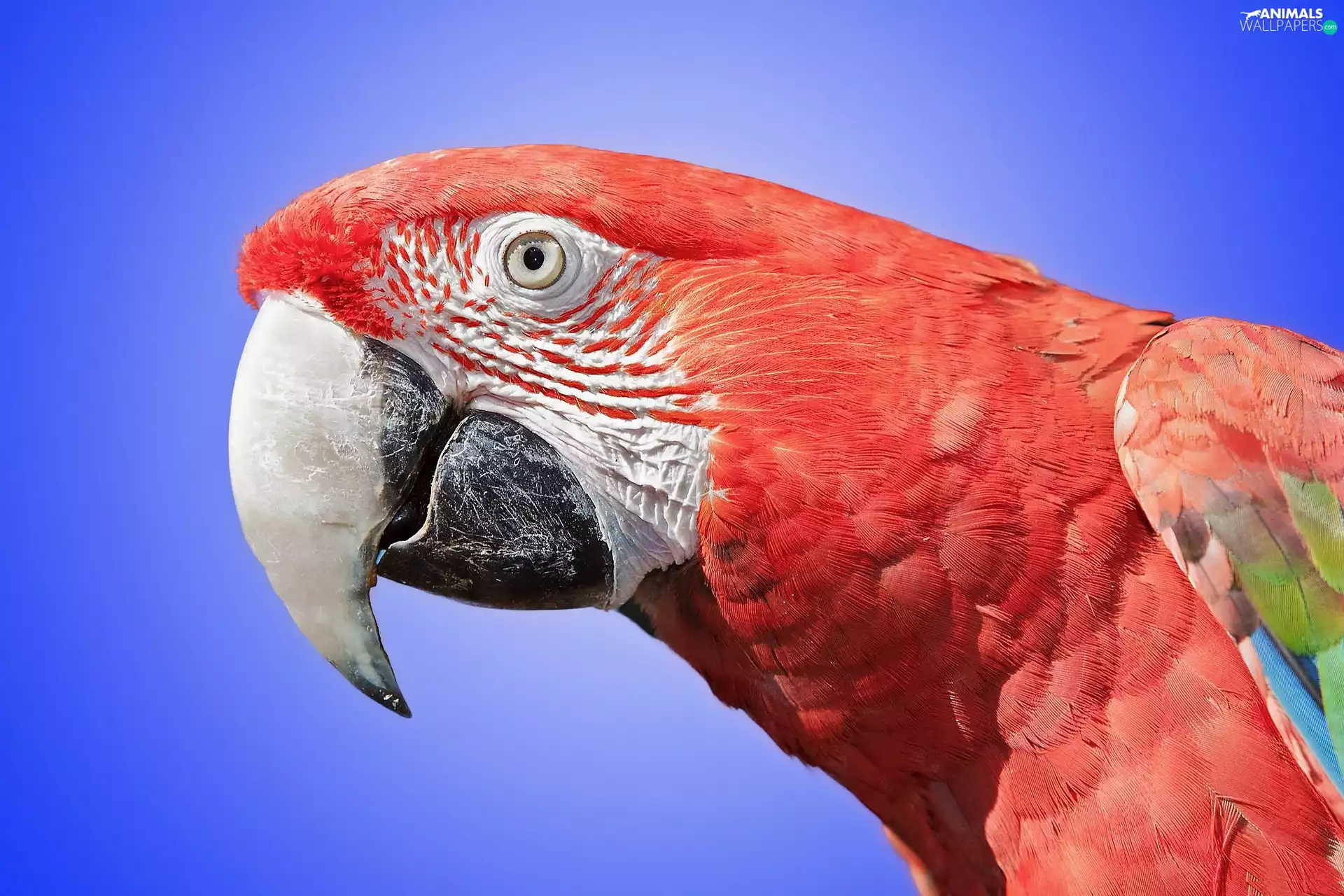 red hot, parrot