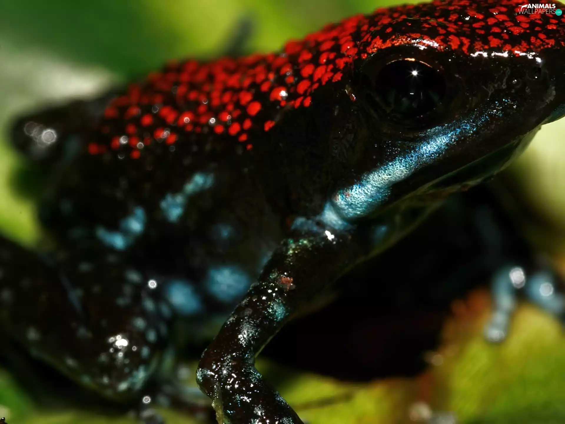 black, Red, Spots, strange frog