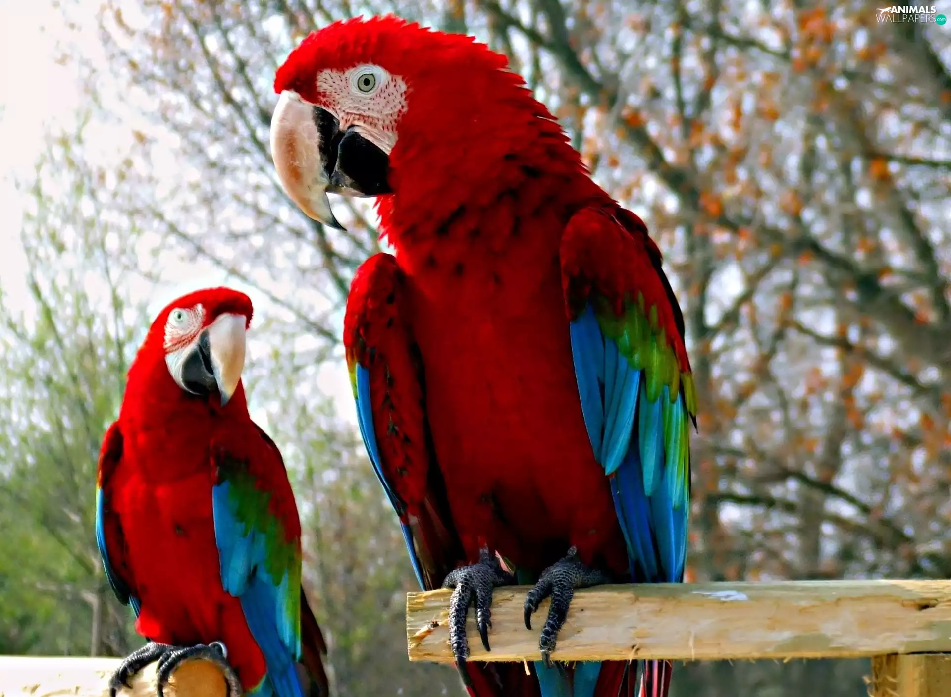 Two, Blue, Parrots, red
