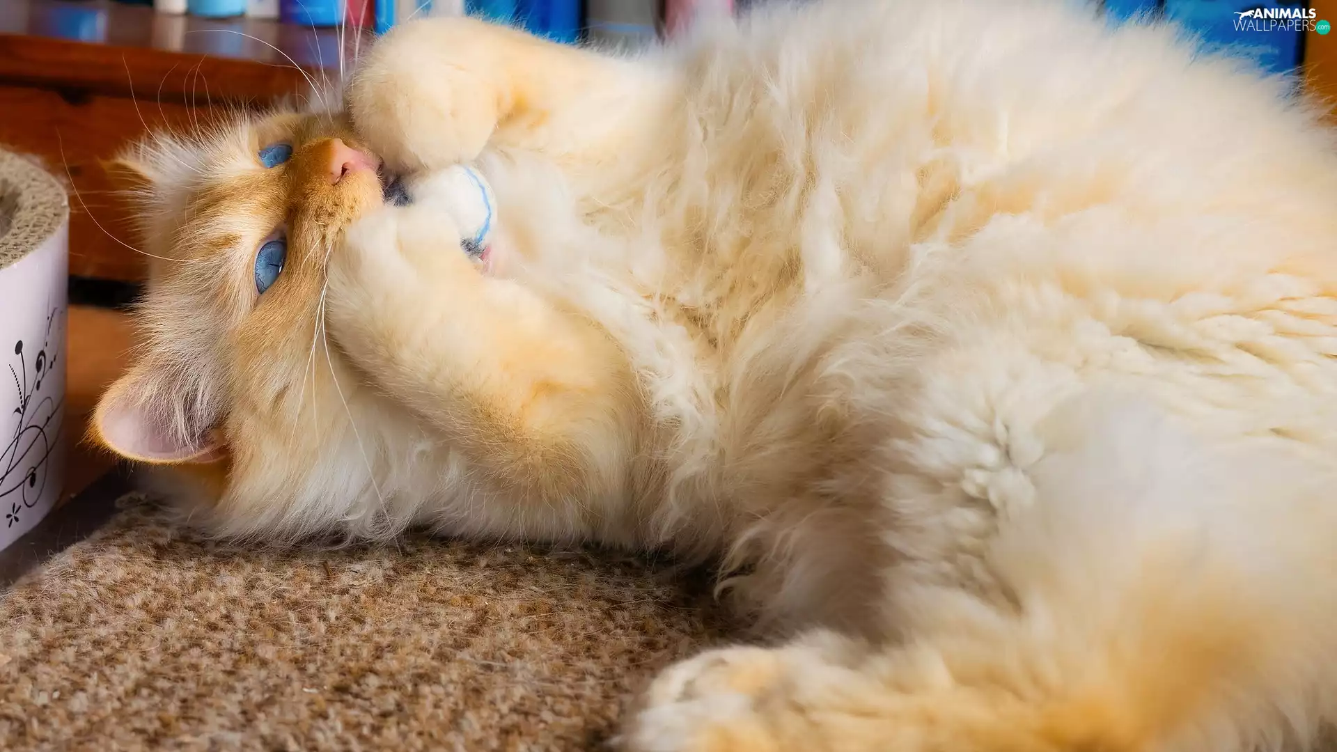 cat, toy, carpet, Reddish