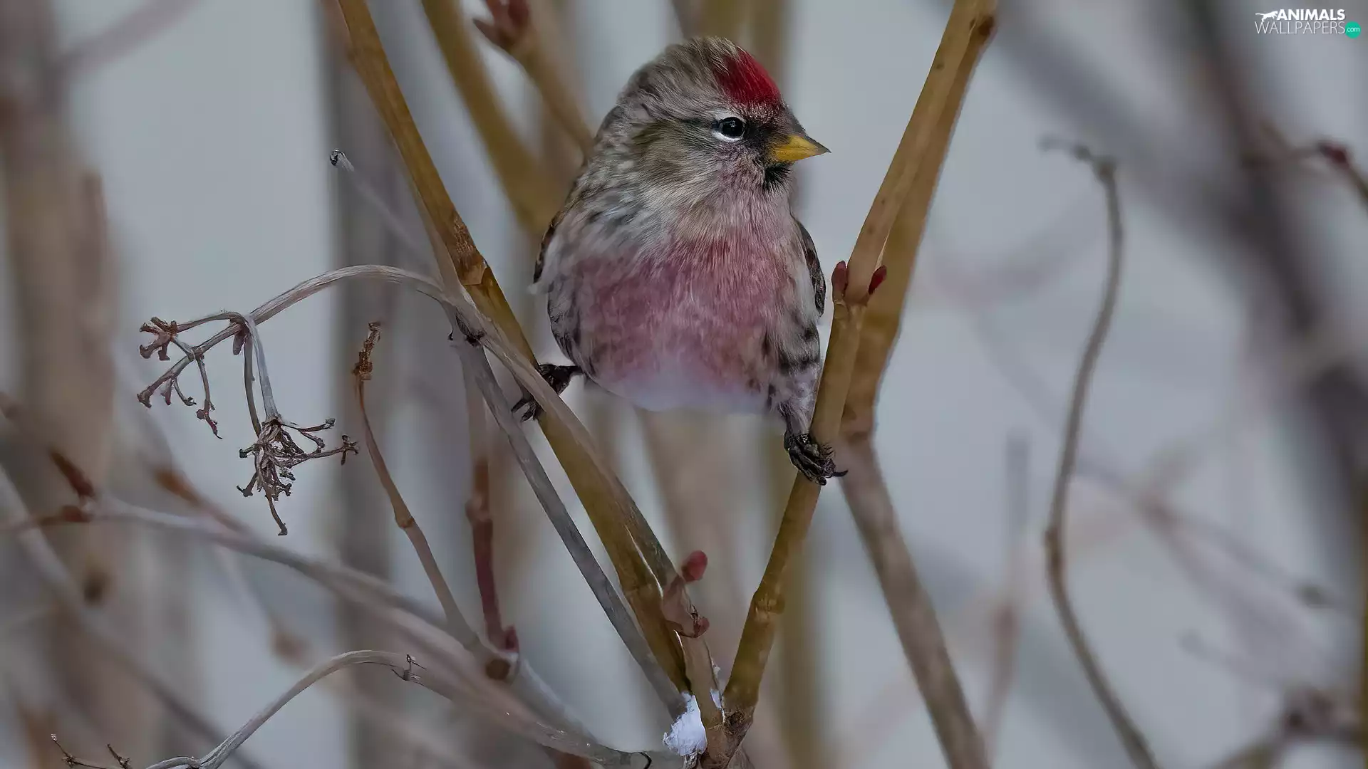 Head, Twigs, Common Redpoll, Claret, Bird