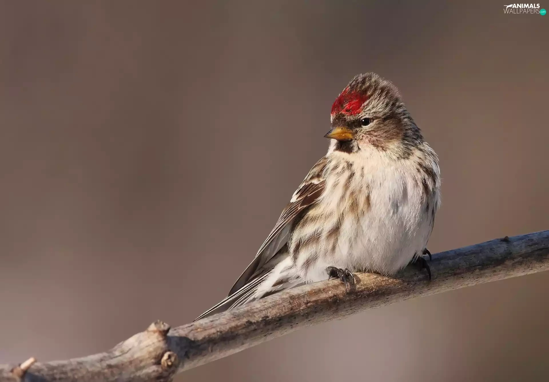 redpoll, birdies, twig