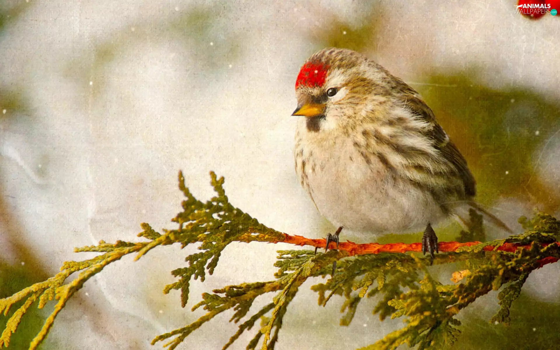 redpoll, twig