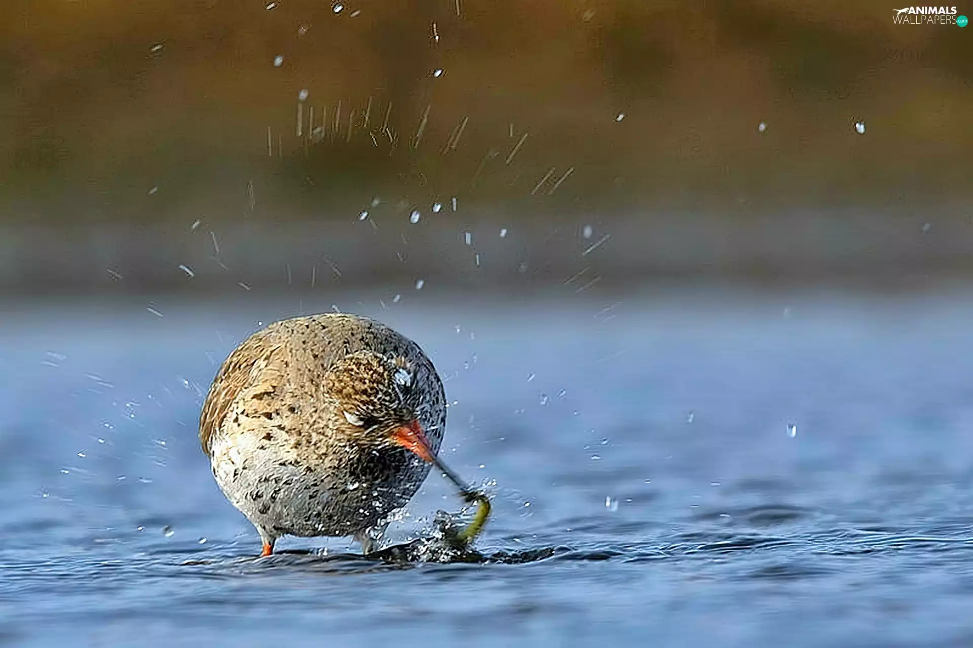 Redshank, River