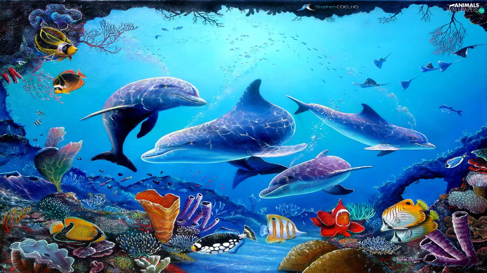 reef, fish, dolphins