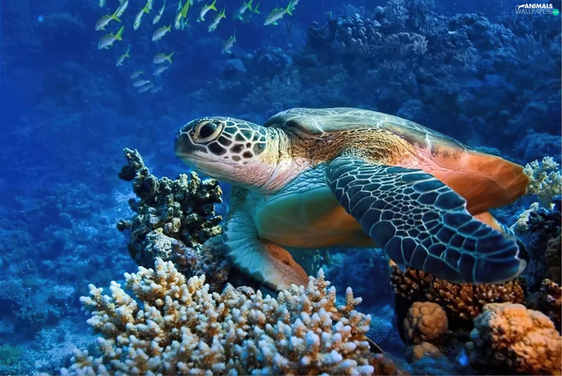 reef, turtle, Ocean
