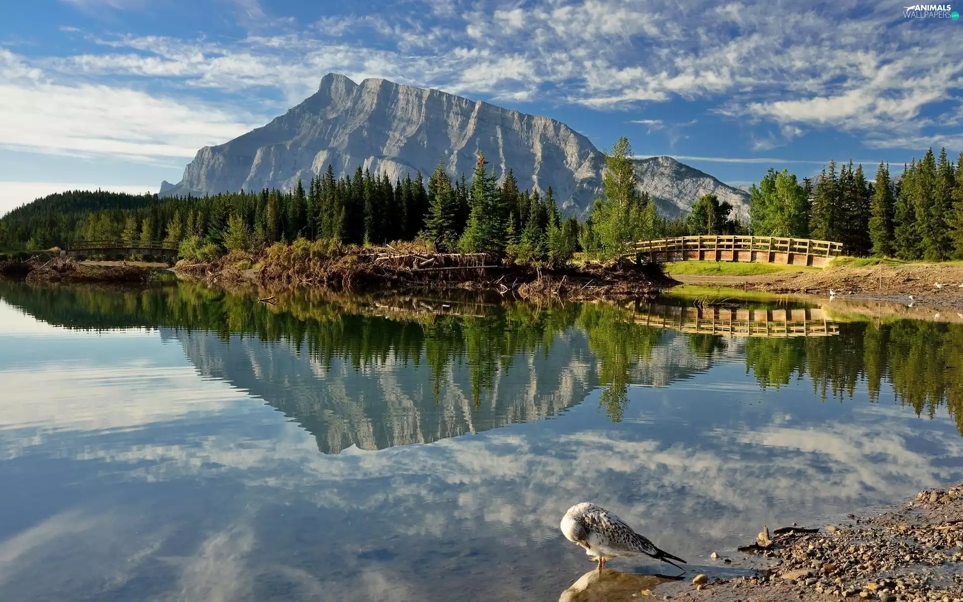 Mountains, reflection, Bird, Bridges, lake