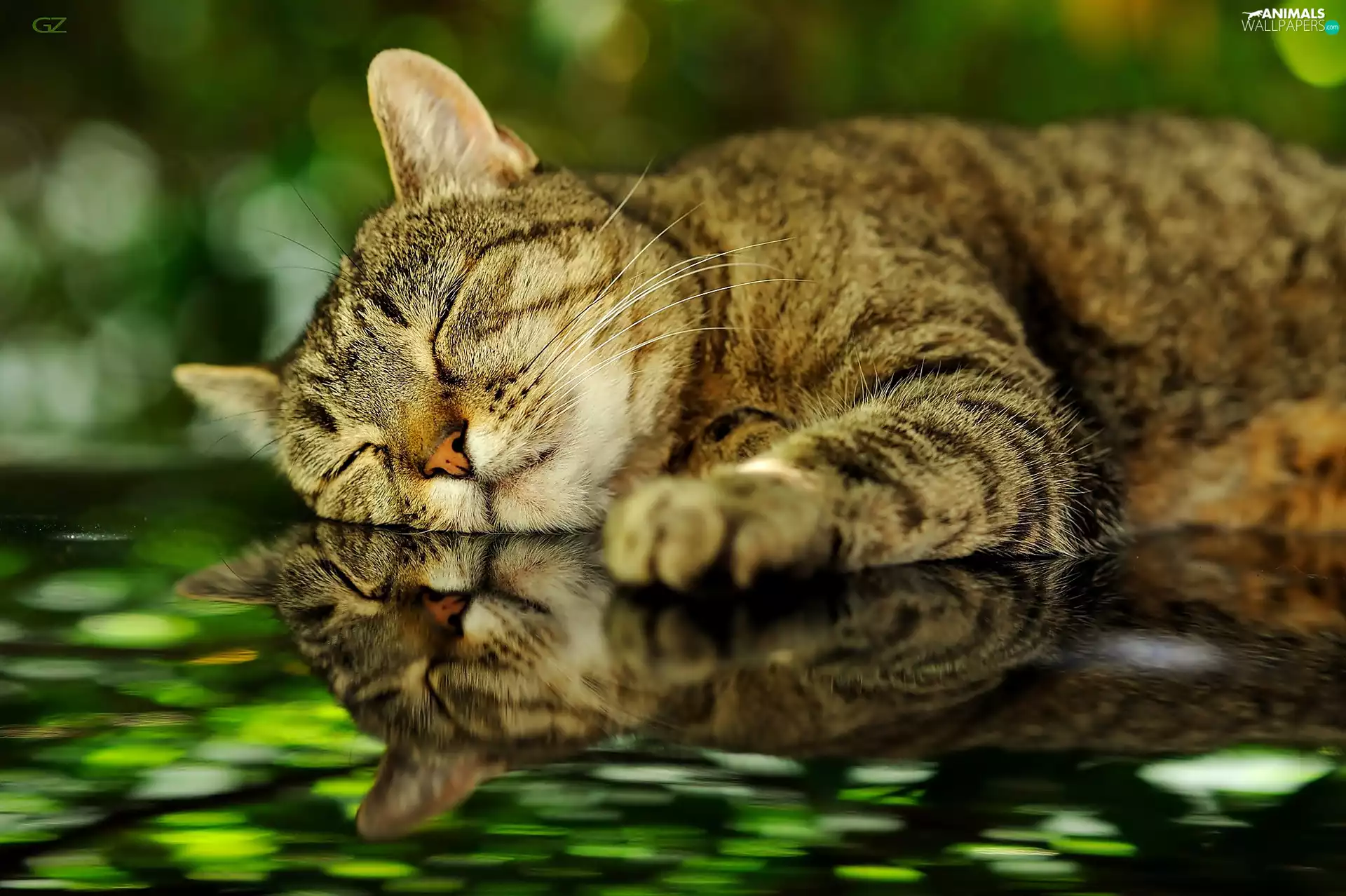 reflection, sleepy, cat