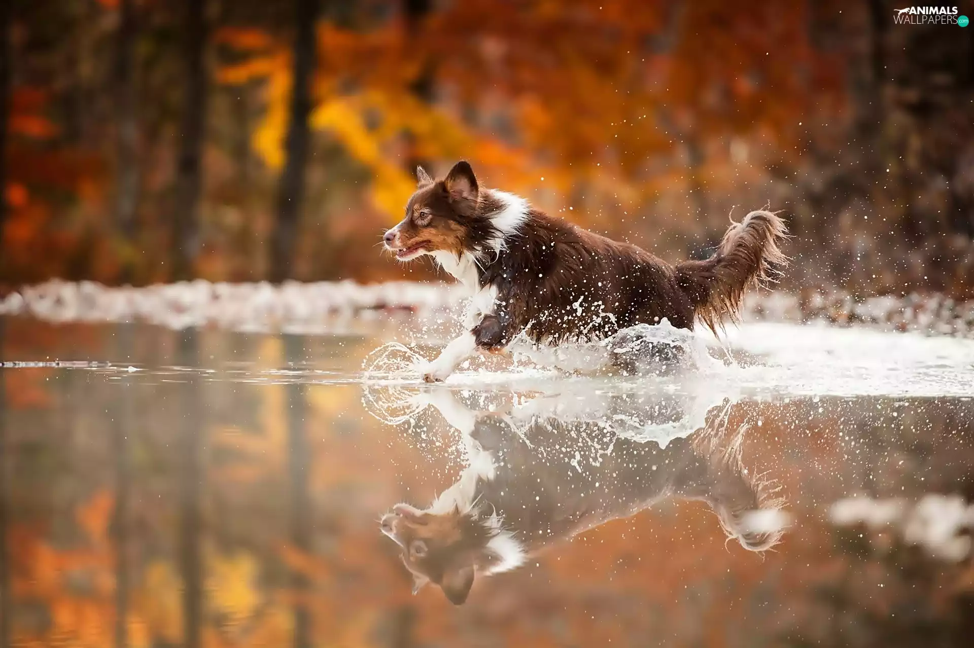 Splash, reflection, dog, water, running