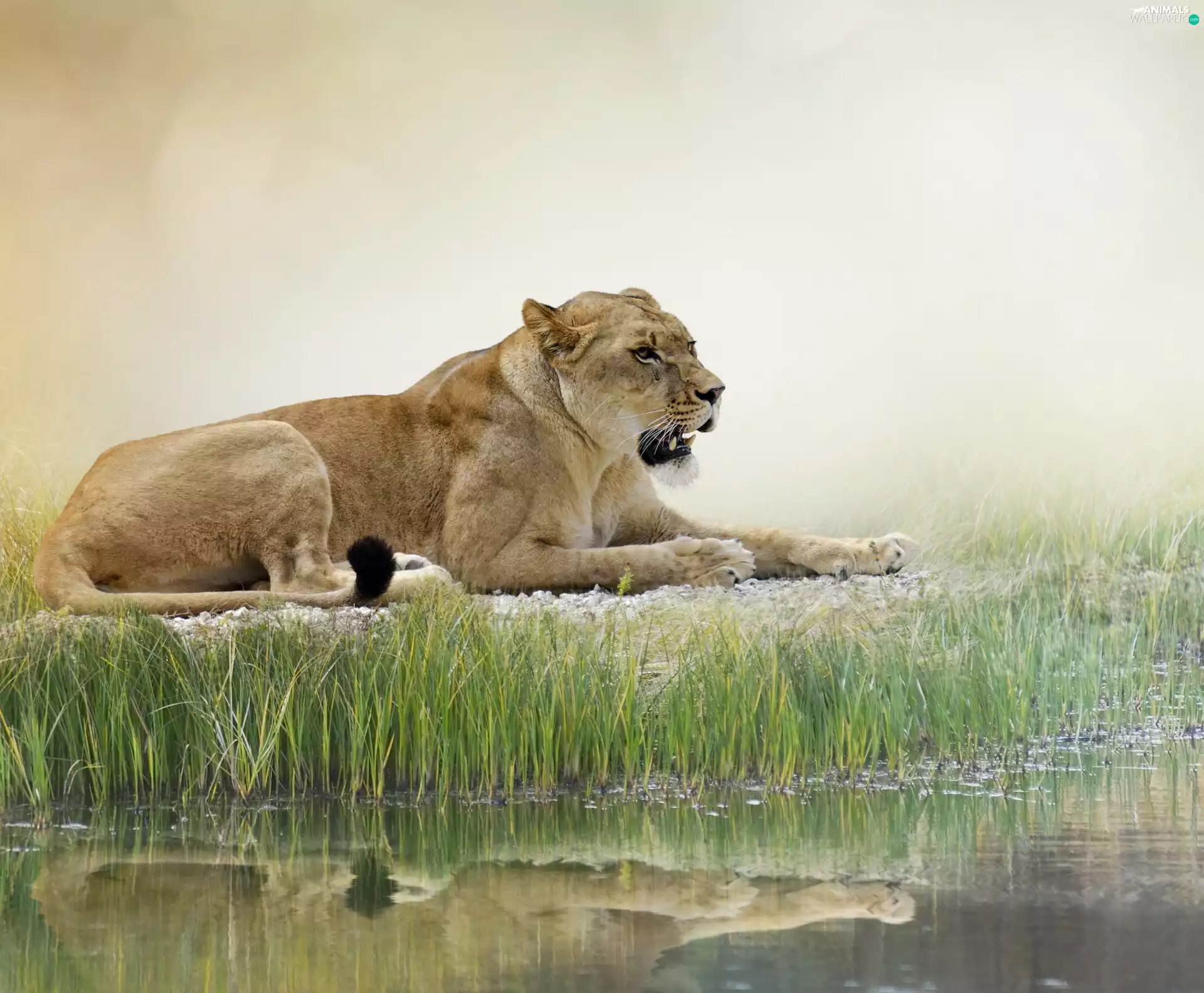 reflection, Lioness, grass