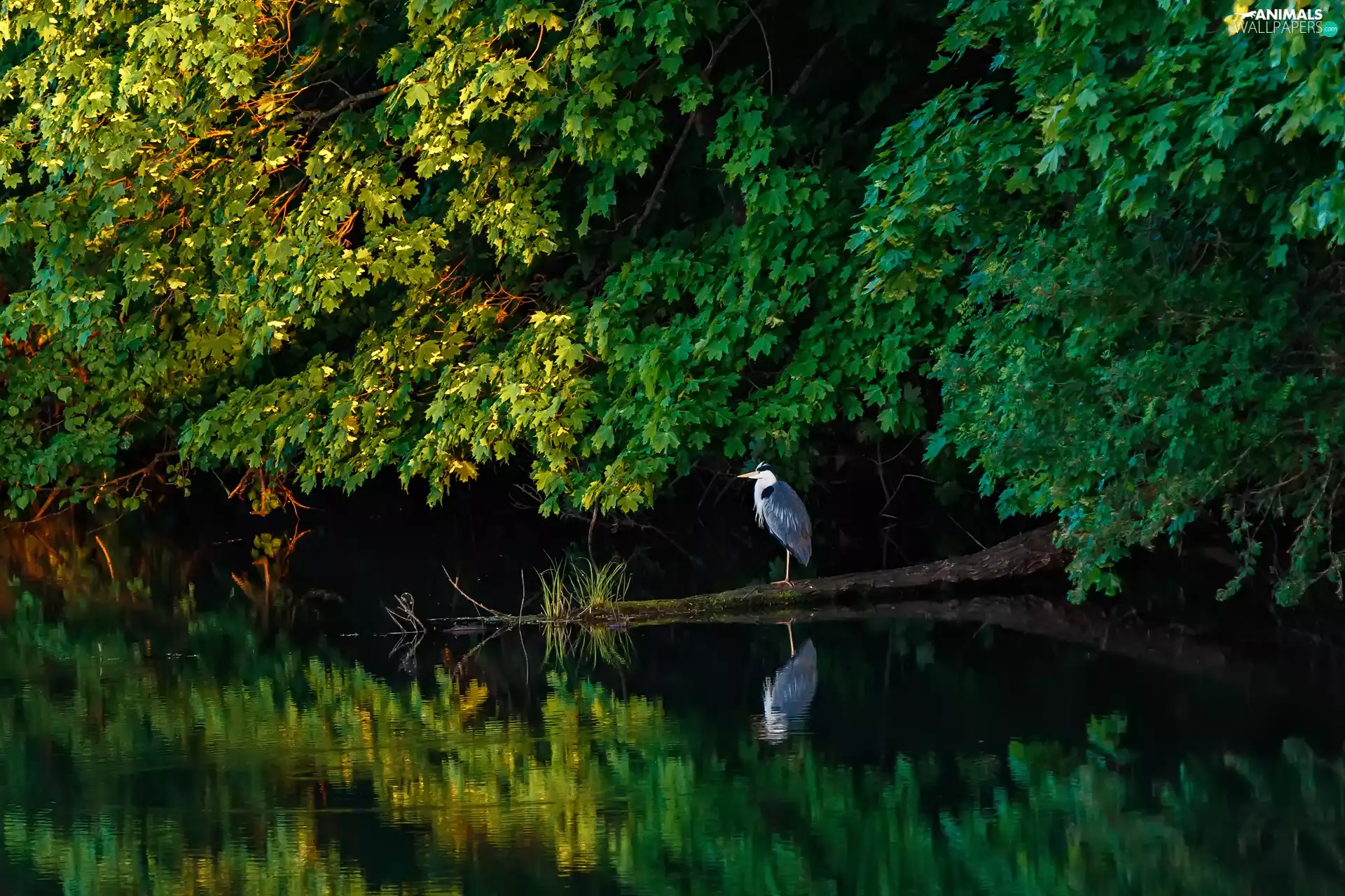 trees, Bird, water, reflection, viewes, heron