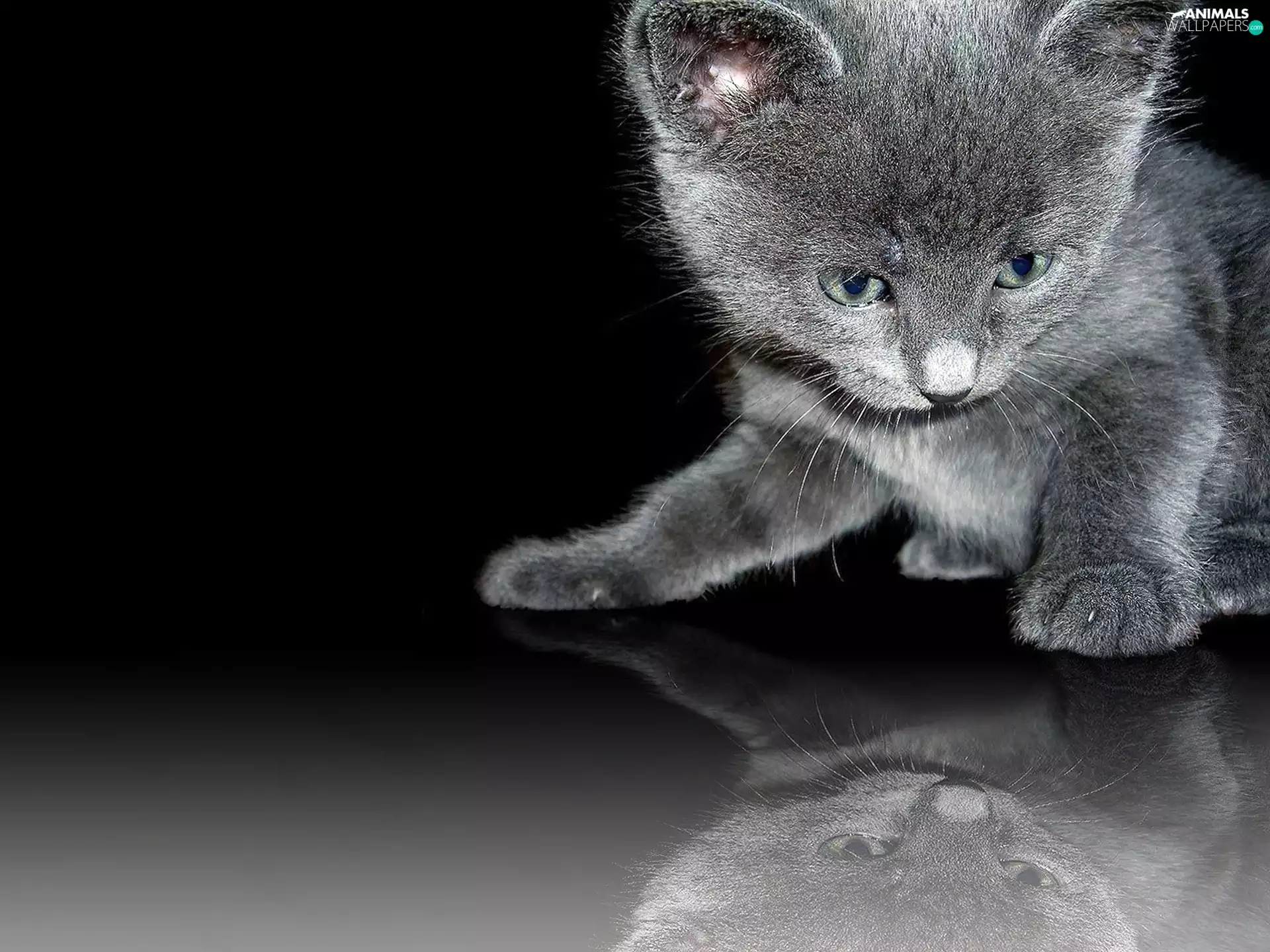 reflection, Black, kitten