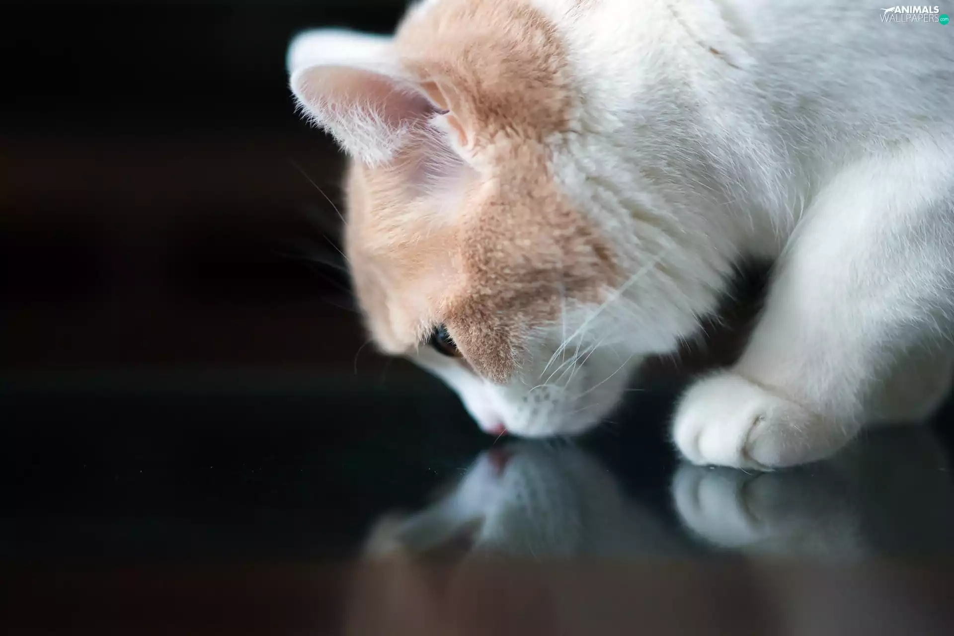 reflection, White, kitten