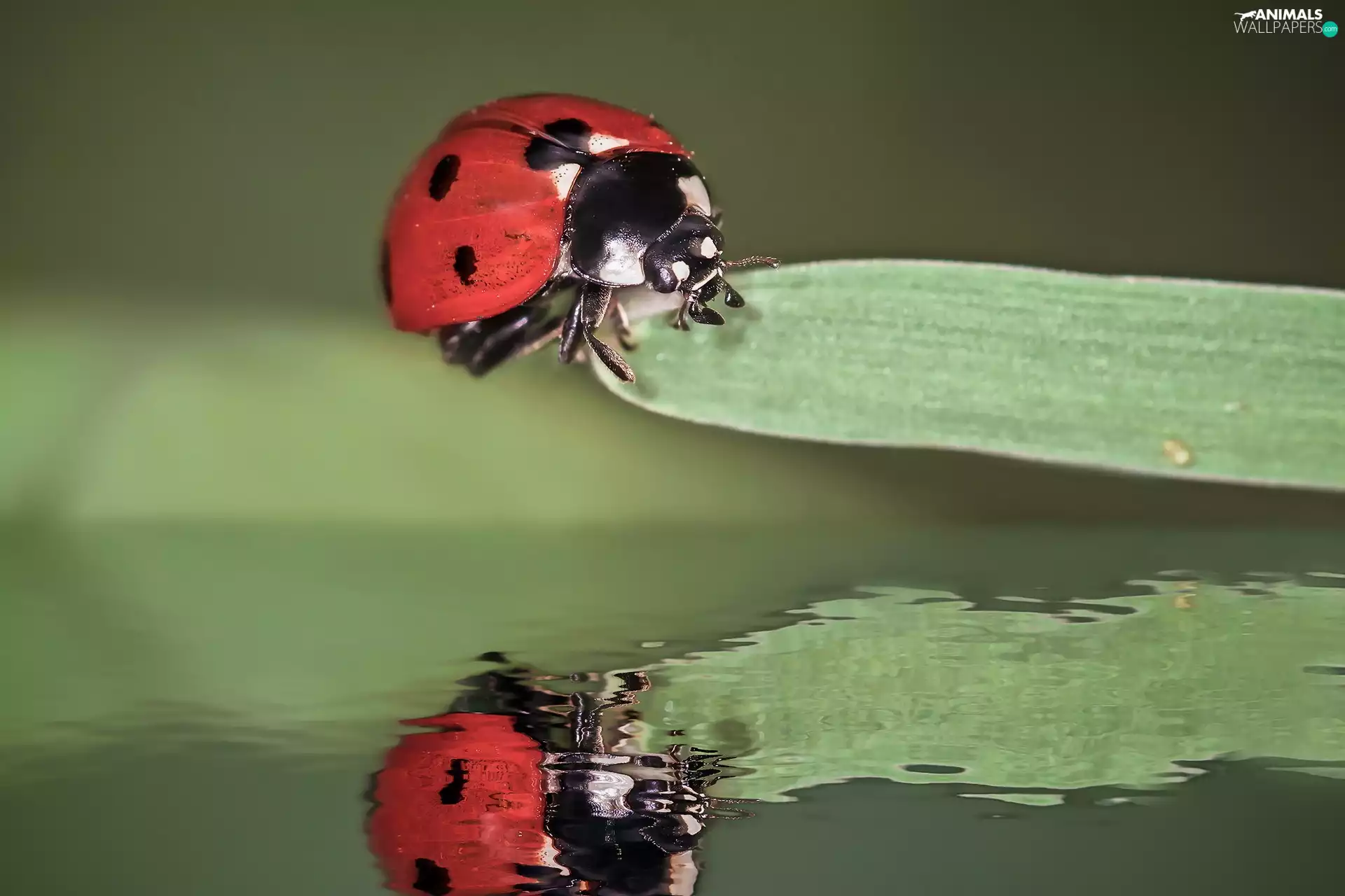 reflection, ladybird, leaf