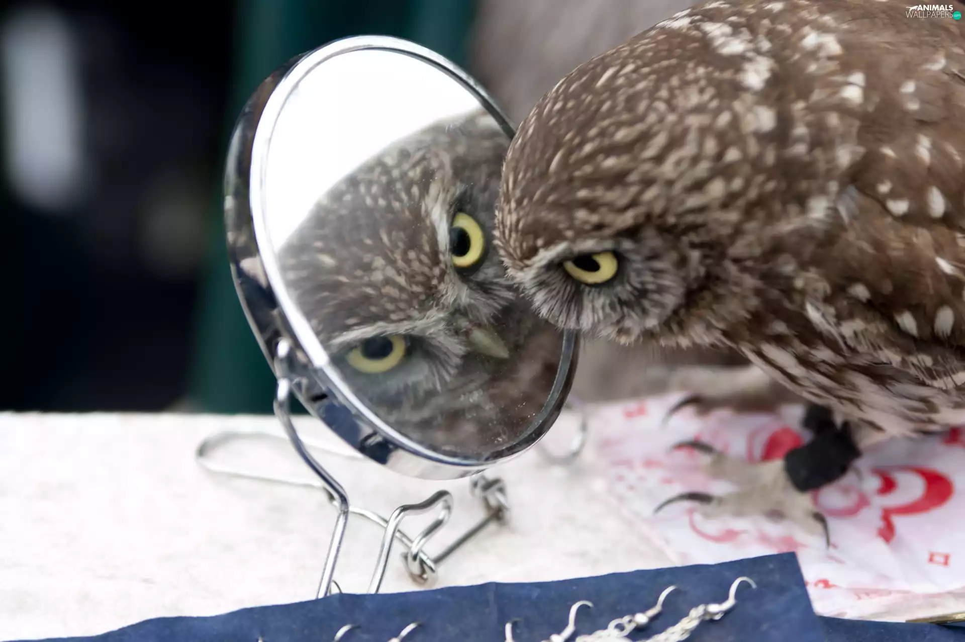 reflection, owl, mirror