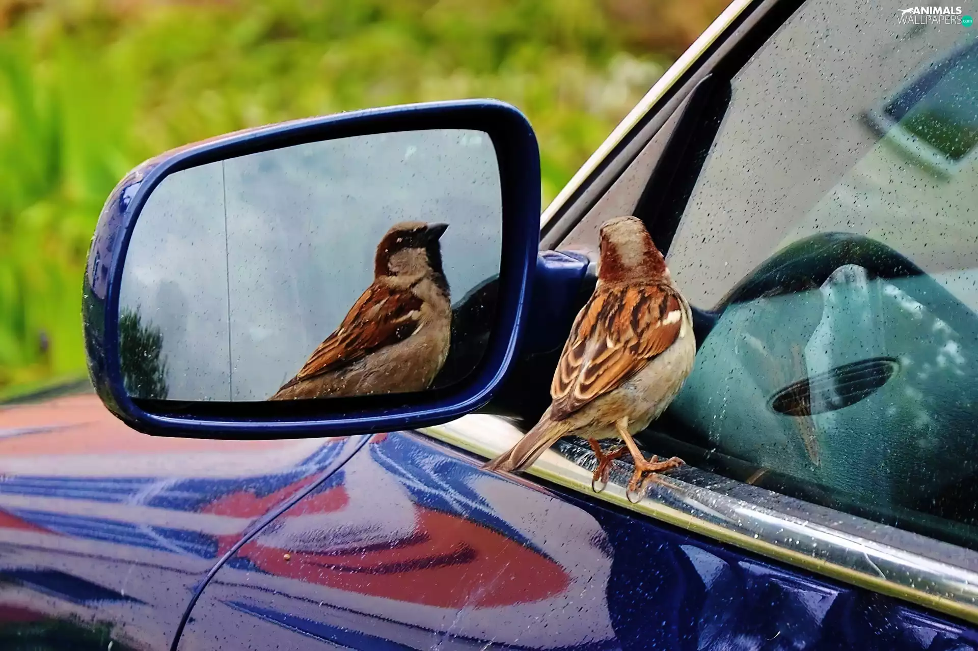 reflection, sparrow, mirror