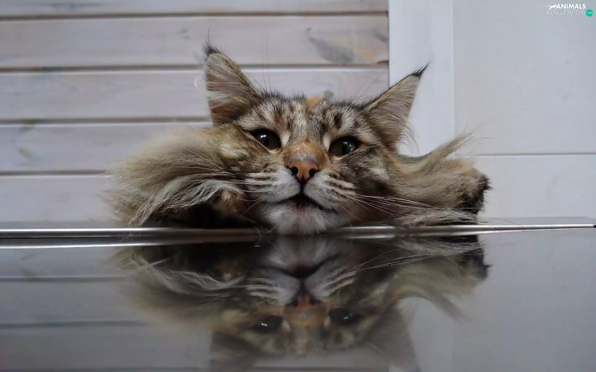 Table, reflection, mouth, paws, cat