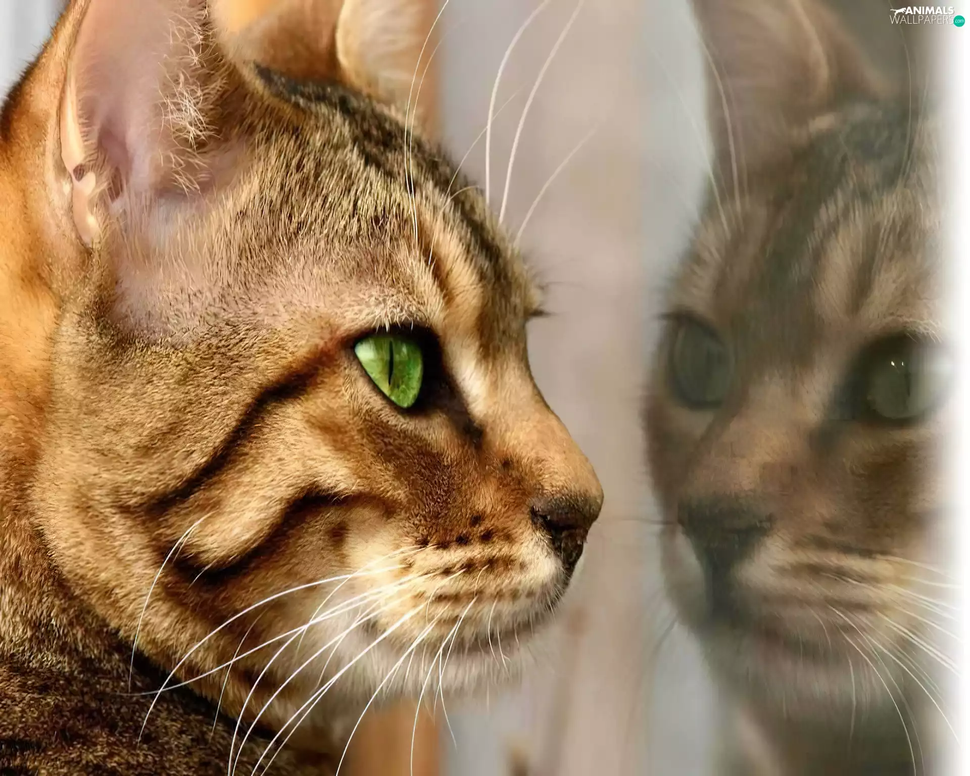 reflection, cat, mouth