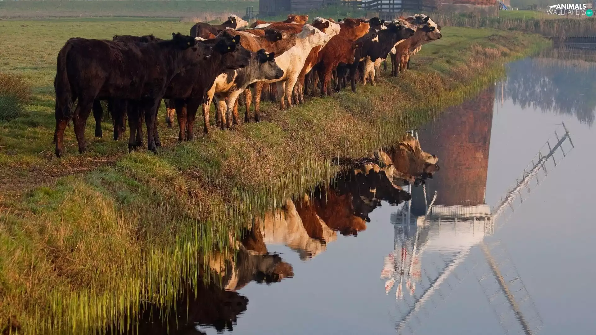 reflection, Cows, River