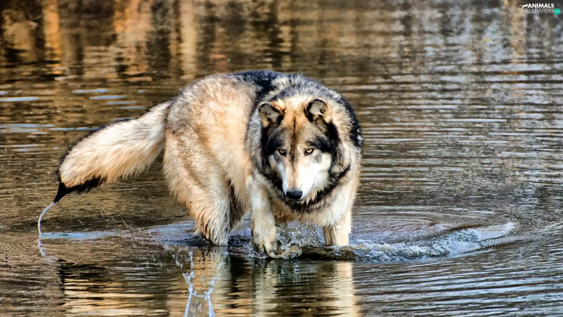 reflection, Wolf, River