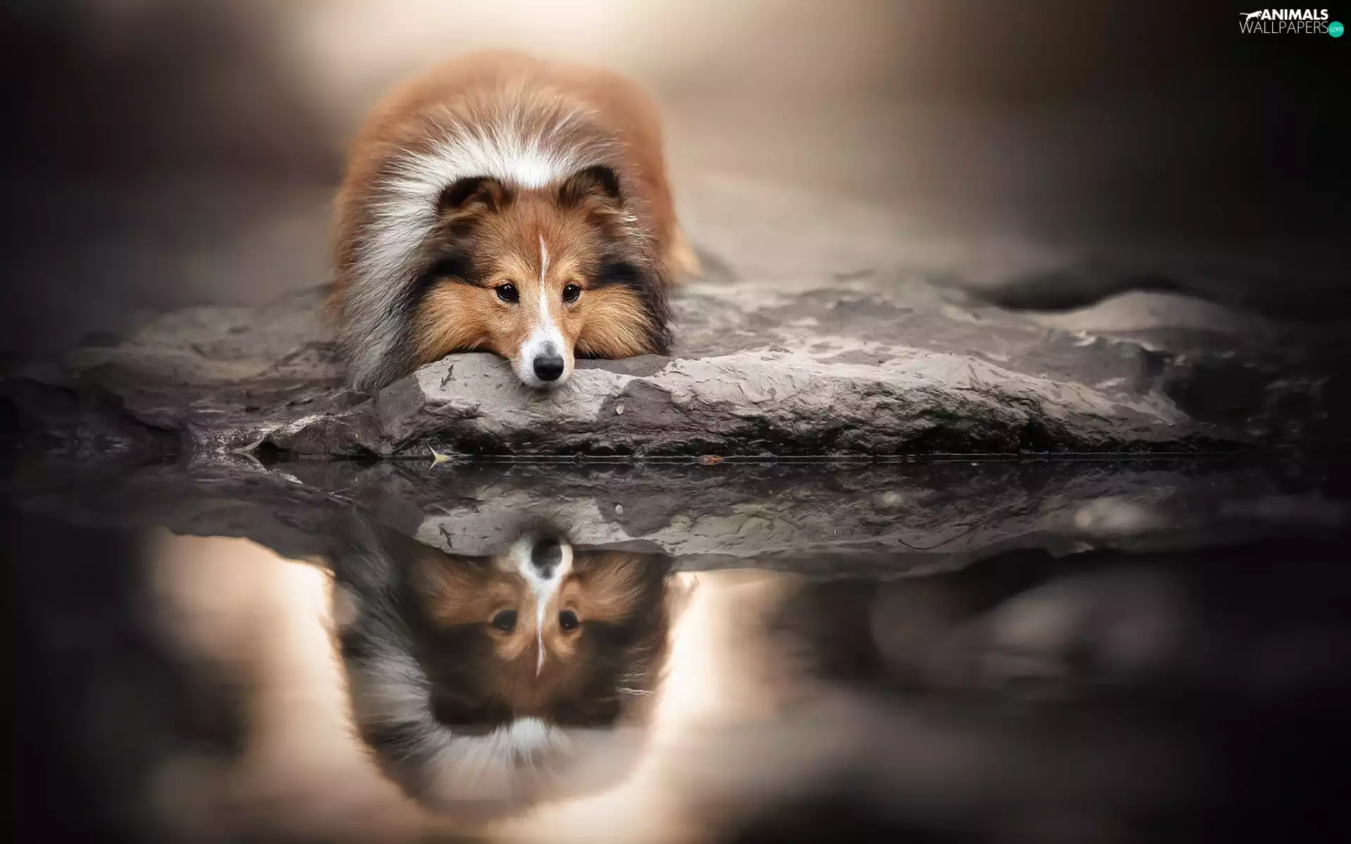 dog, reflection, shetland Sheepdog, water