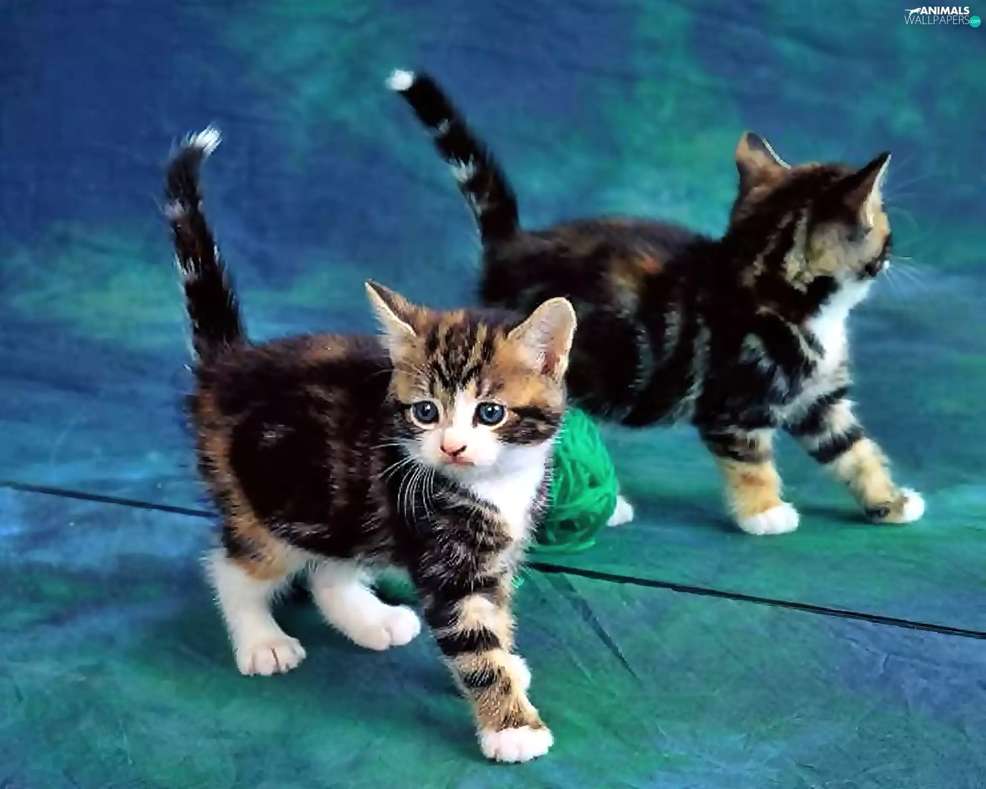 Mirror, reflection, small, kitten, multicolored