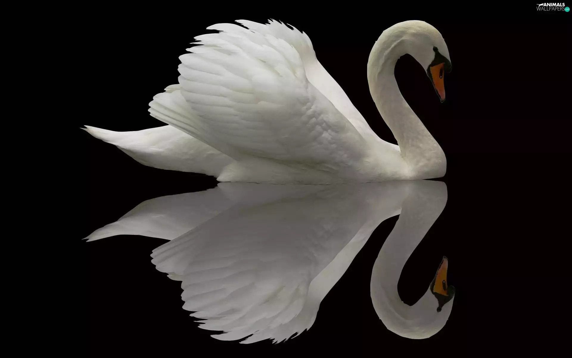 reflection, White, Swans
