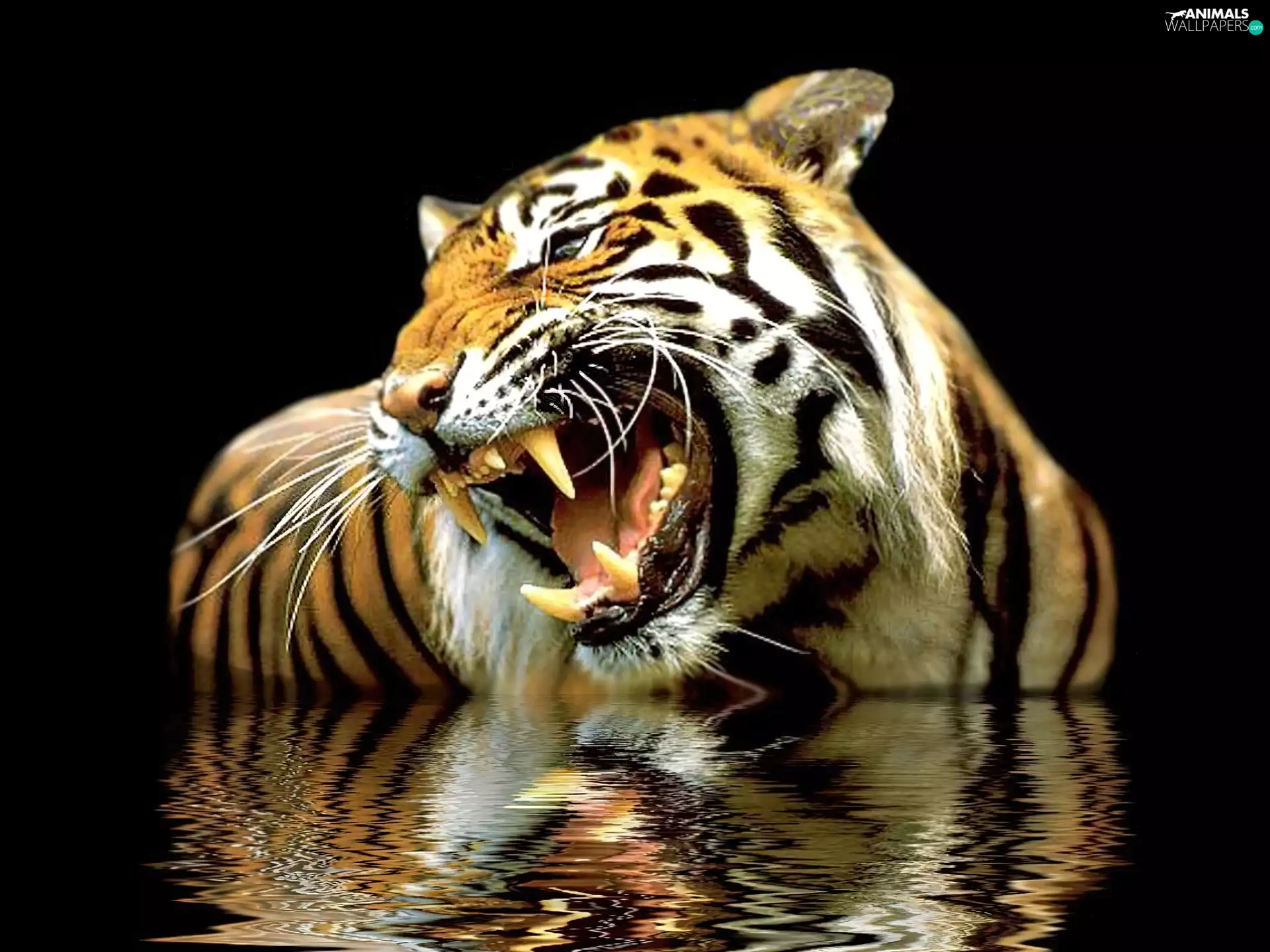 reflection, roaring, tiger