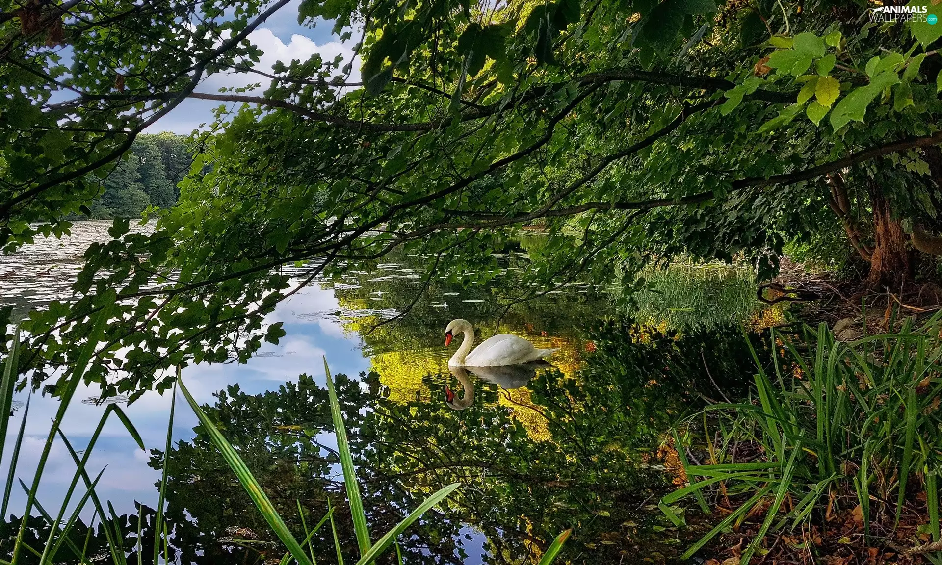viewes, lake, VEGETATION, reflection, Swans, trees