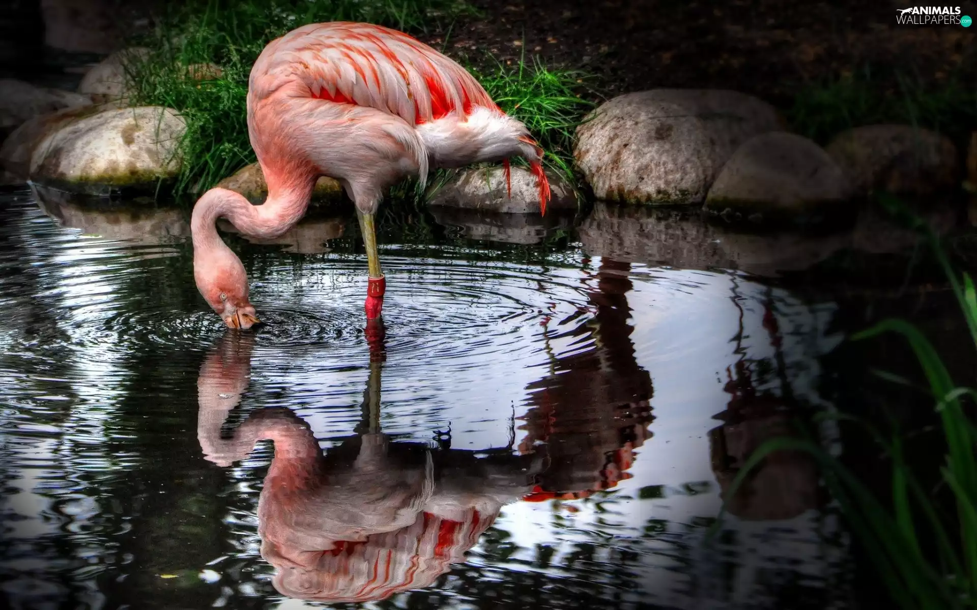 reflection, flamingo, water