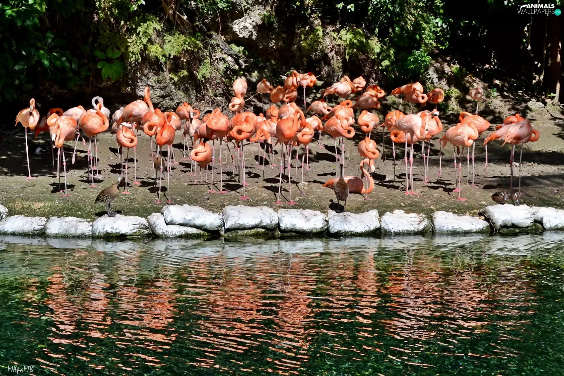 reflection, Flamingos, water